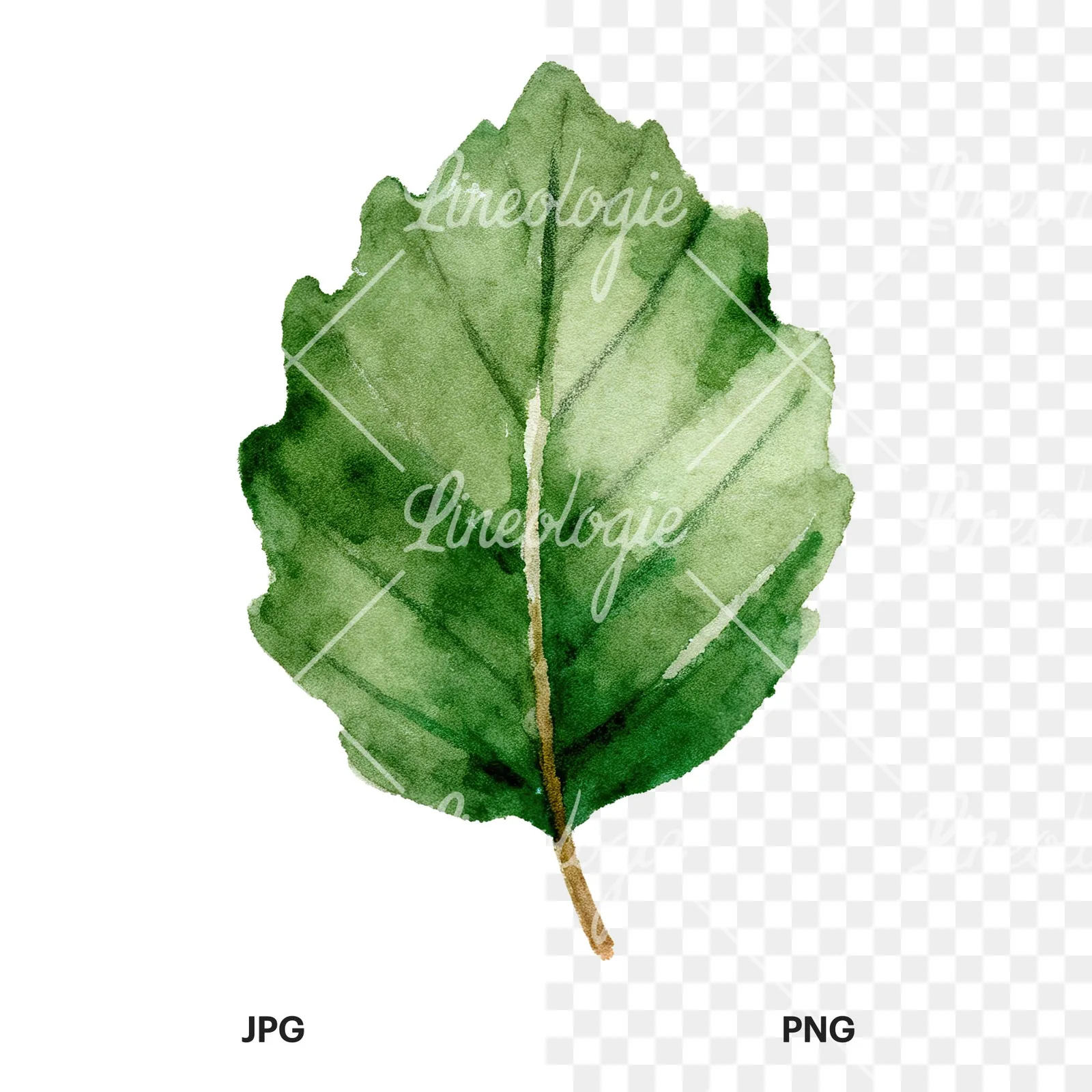 Watercolor light green beech leaf clipart 6 of 9, as a JPG on white and a transparent PNG