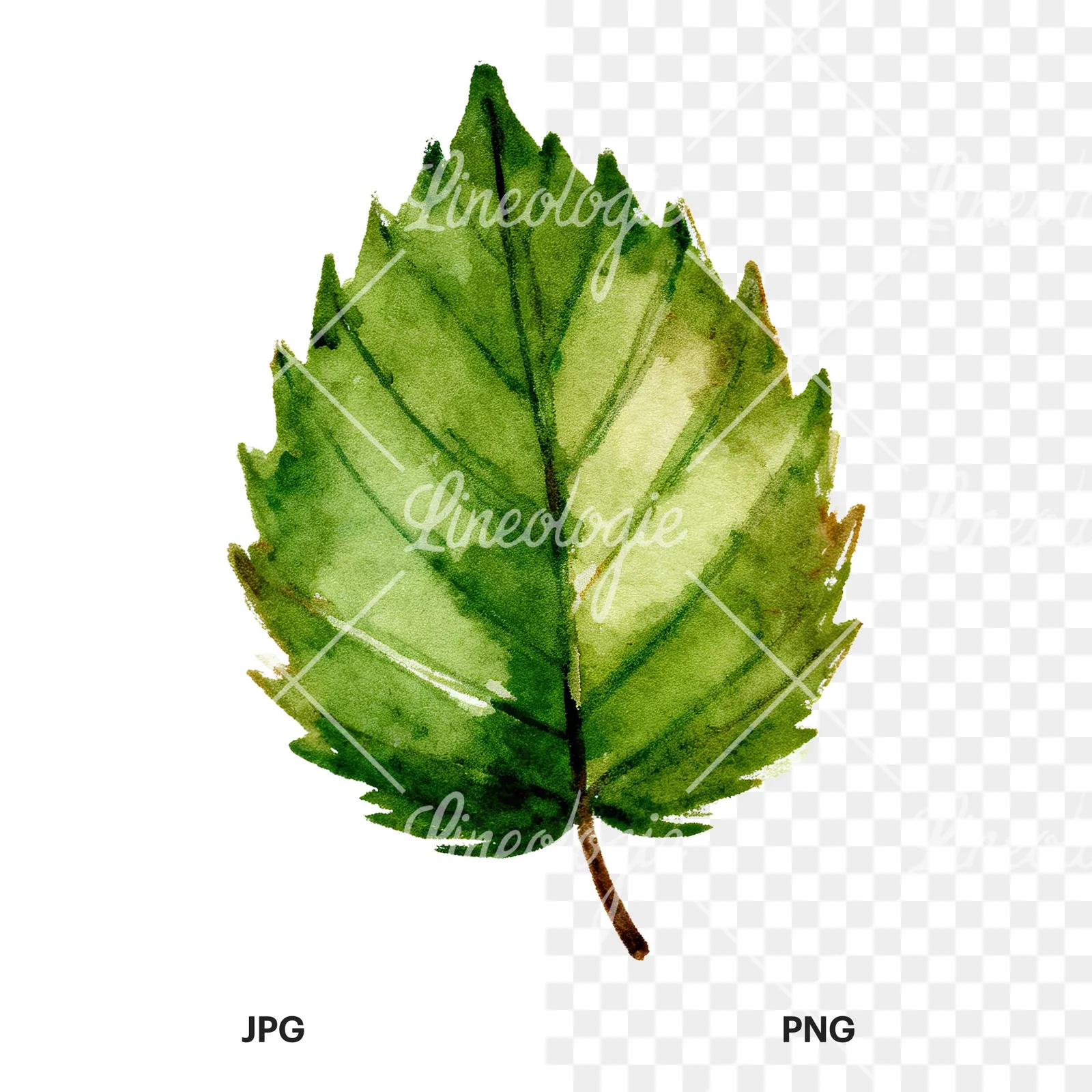 Watercolor light green beech leaf clipart 7 of 9, as a JPG on white and a transparent PNG