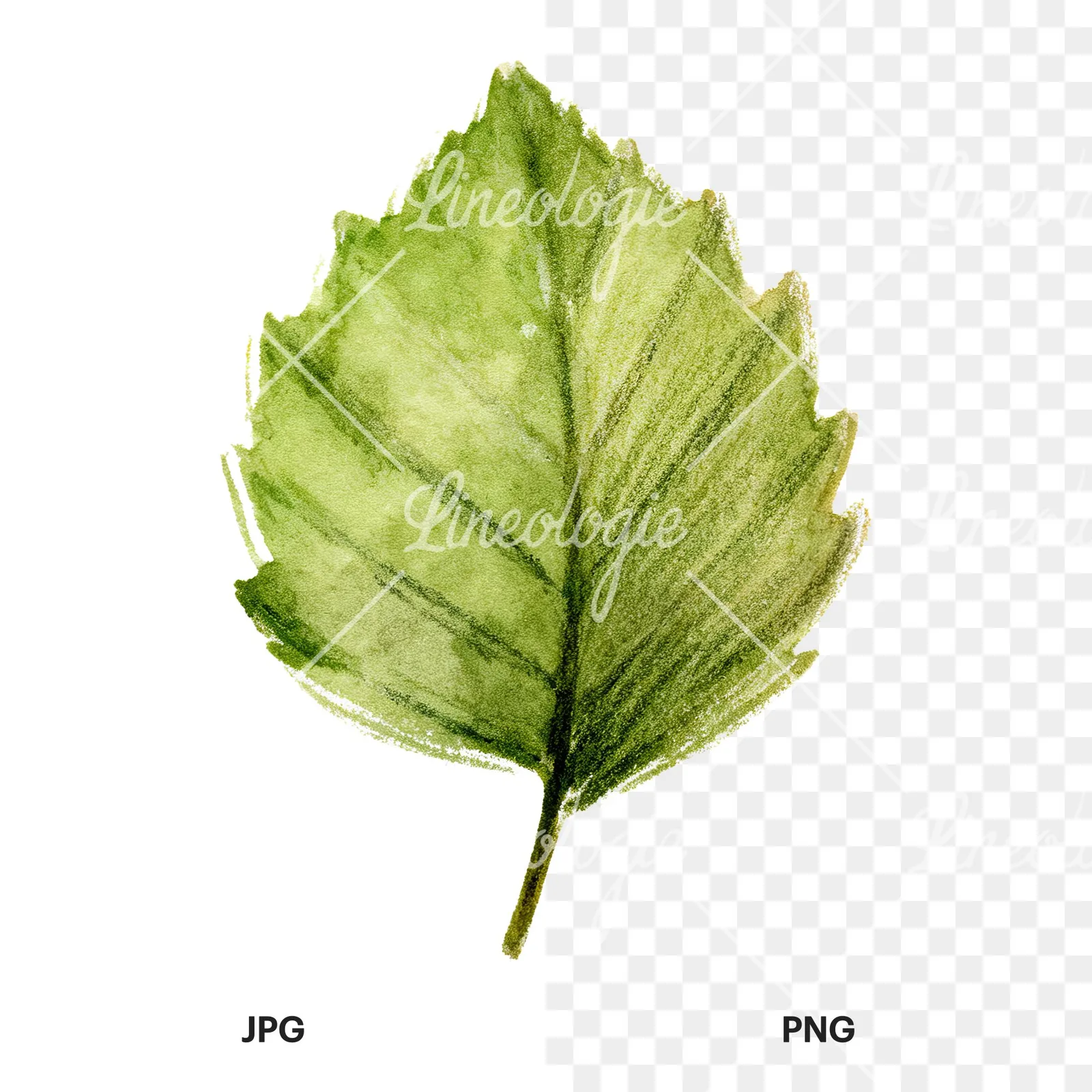 Watercolor light green beech leaf clipart 8 of 9, as a JPG on white and a transparent PNG