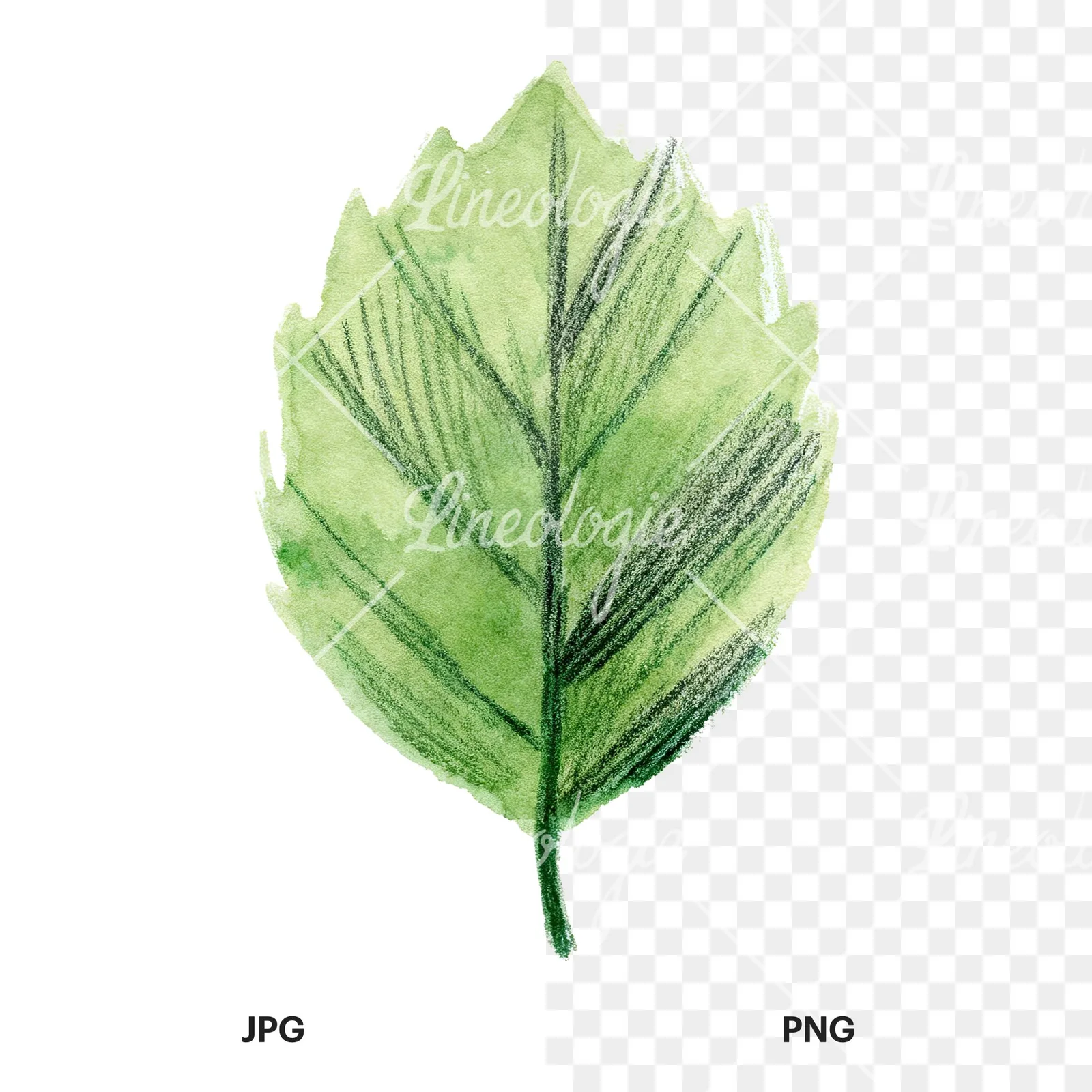 Watercolor light green beech leaf clipart 9 of 9, as a JPG on white and a transparent PNG