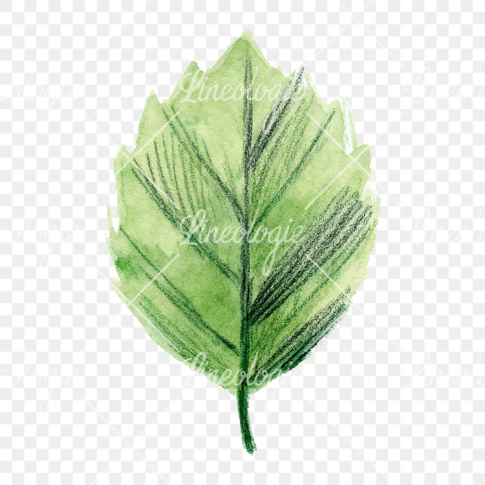 Watercolor light green beech leaf clipart 9 of 9 on a transparent background (PNG)
