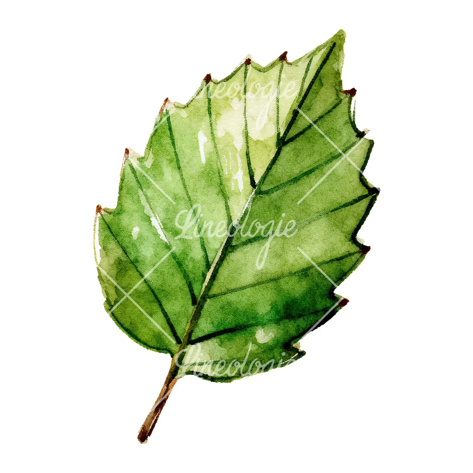 Watercolor dark green beech leaf clipart 1 of 9 on a white background (JPG)