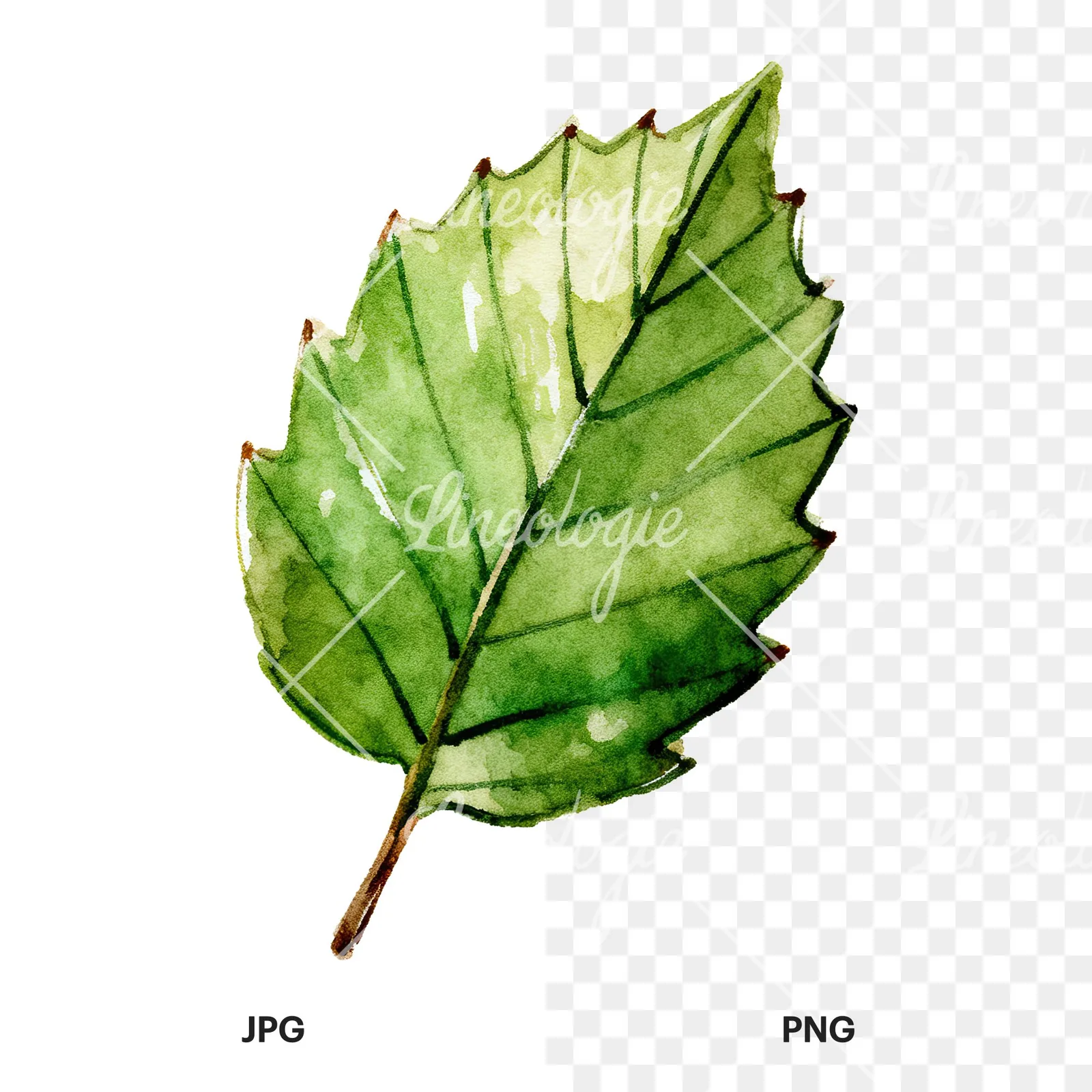 Watercolor dark green beech leaf clipart 1 of 9, as a JPG on white and a transparent PNG