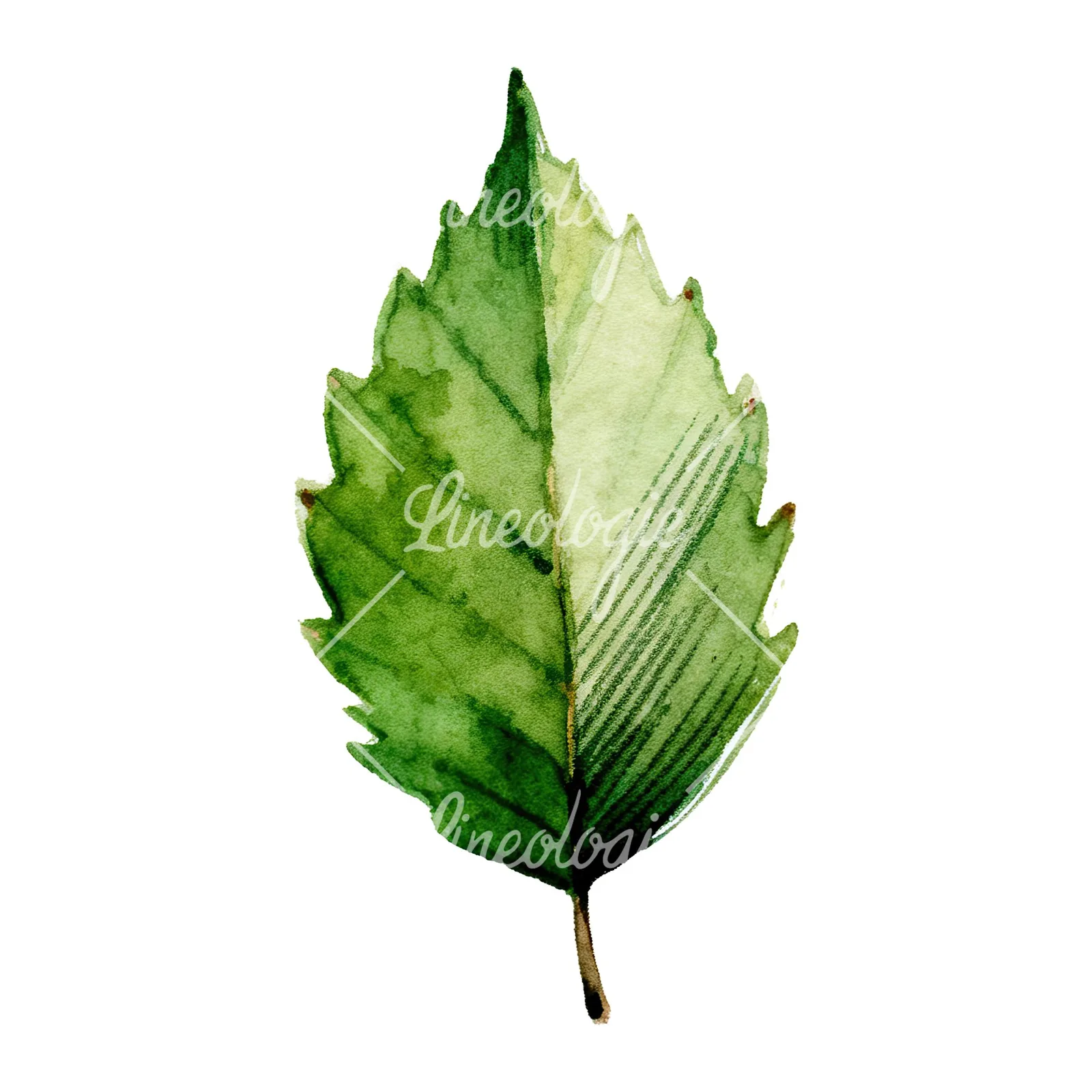 Watercolor dark green beech leaf clipart 2 of 9 on a white background (JPG)