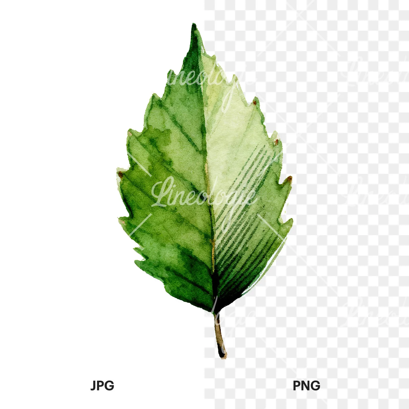 Watercolor dark green beech leaf clipart 2 of 9, as a JPG on white and a transparent PNG