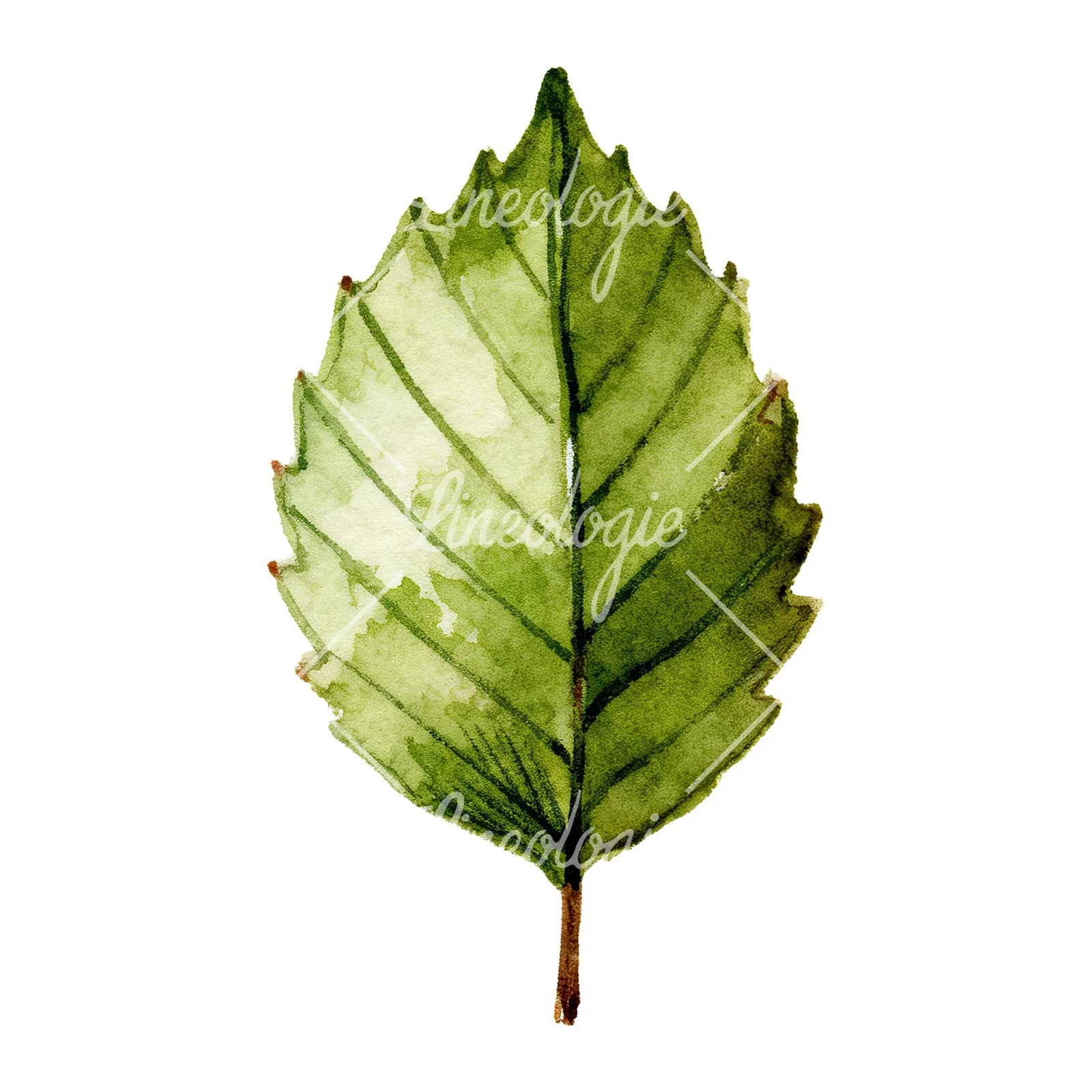 Watercolor dark green beech leaf clipart 3 of 9 on a white background (JPG)