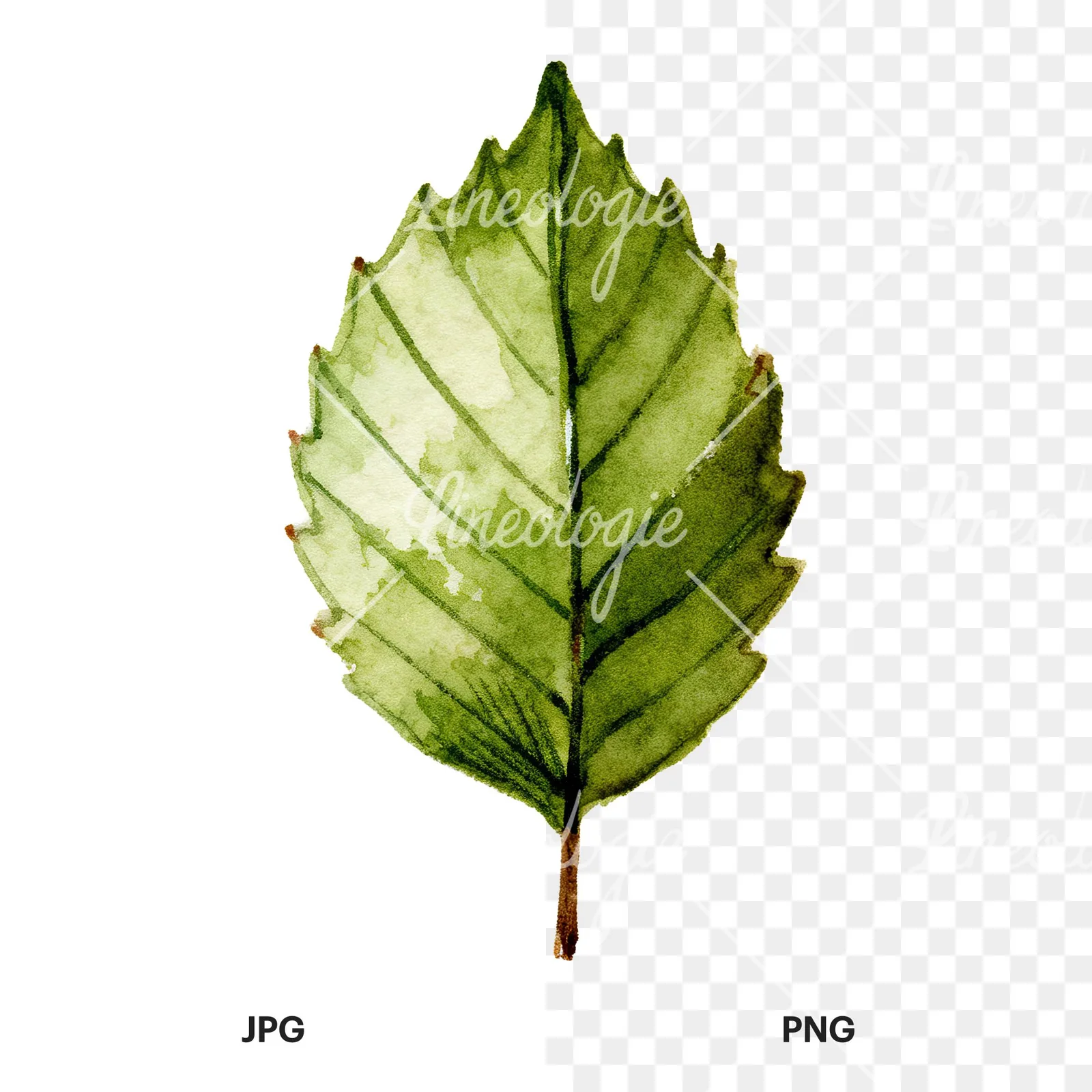 Watercolor dark green beech leaf clipart 3 of 9, as a JPG on white and a transparent PNG