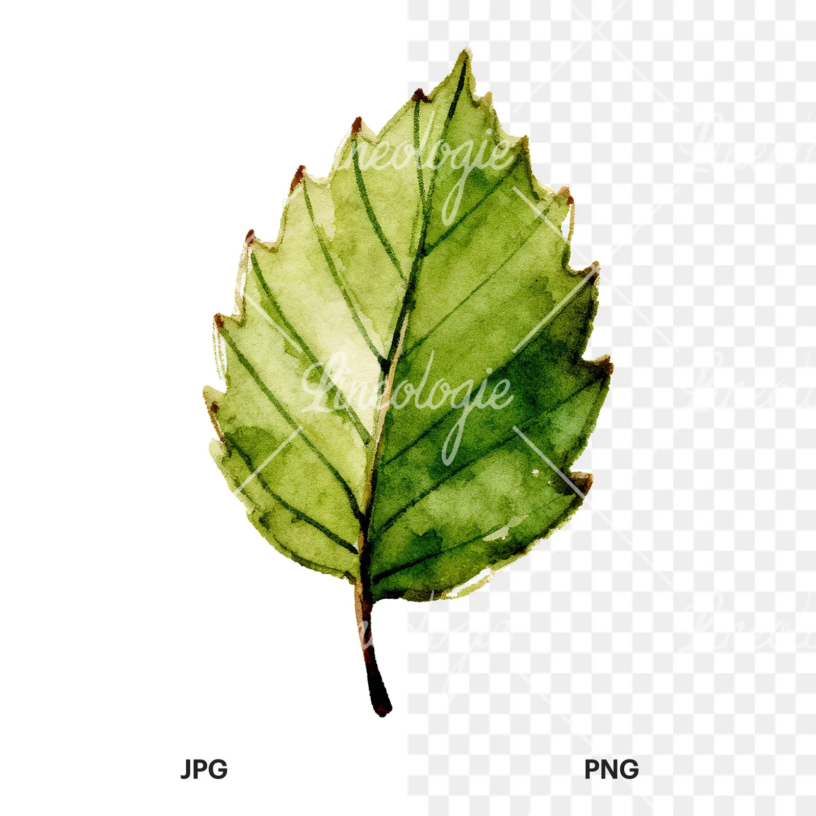 Watercolor dark green beech leaf clipart 4 of 9, as a JPG on white and a transparent PNG