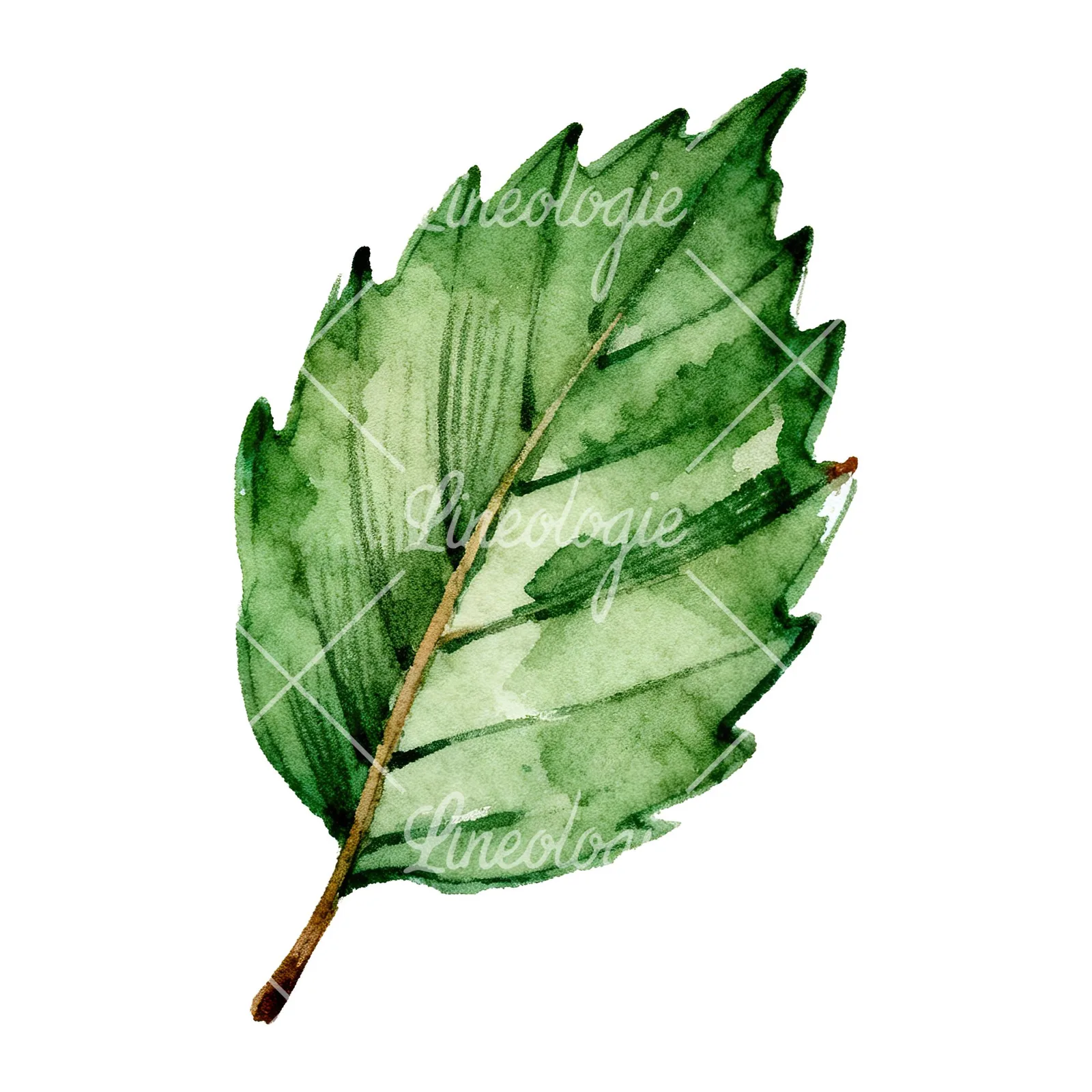 Watercolor dark green beech leaf clipart 5 of 9 on a white background (JPG)