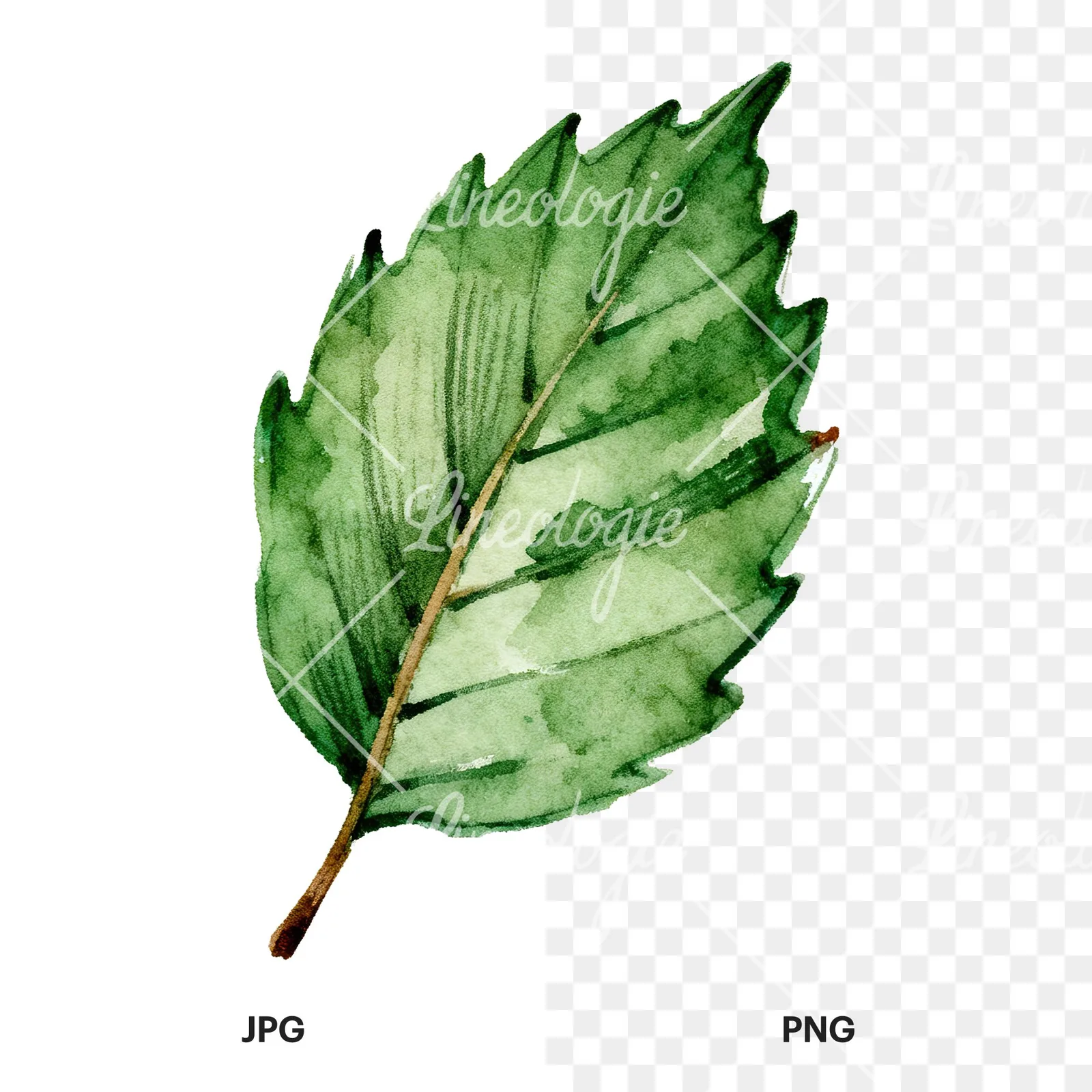 Watercolor dark green beech leaf clipart 5 of 9, as a JPG on white and a transparent PNG
