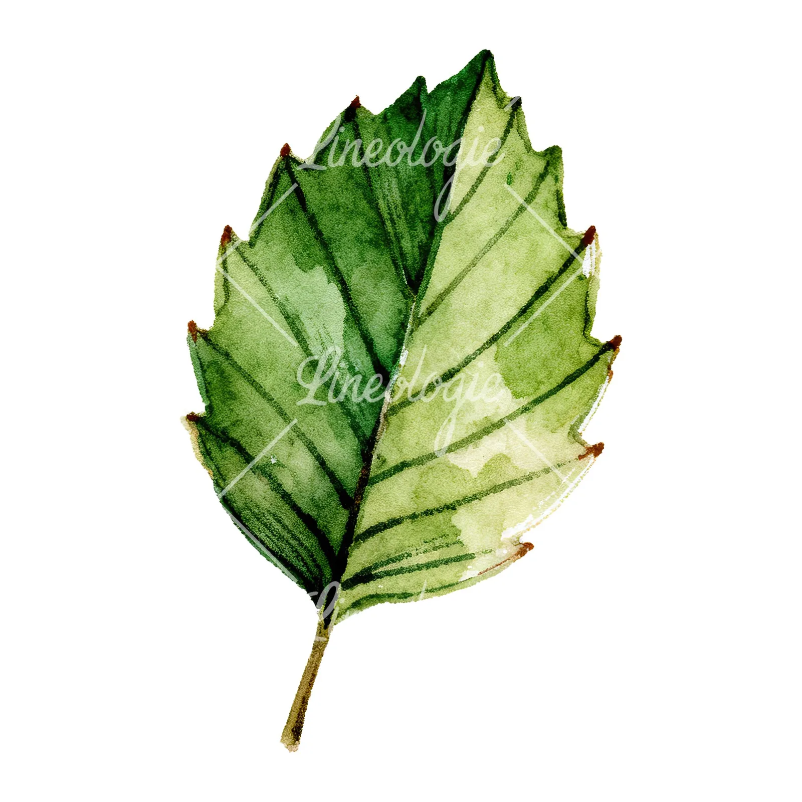 Watercolor dark green beech leaf clipart 6 of 9 on a white background (JPG)