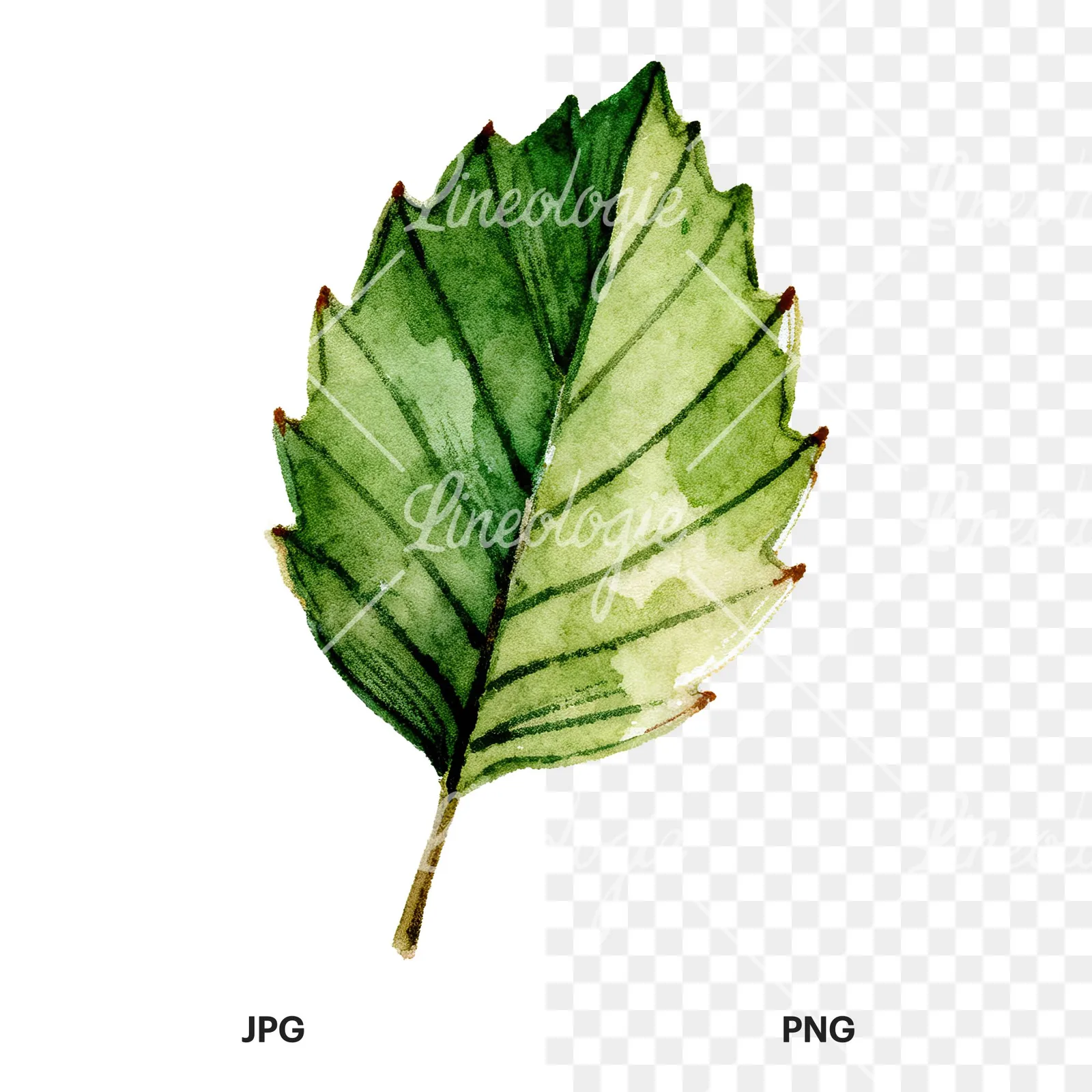 Watercolor dark green beech leaf clipart 6 of 9, as a JPG on white and a transparent PNG