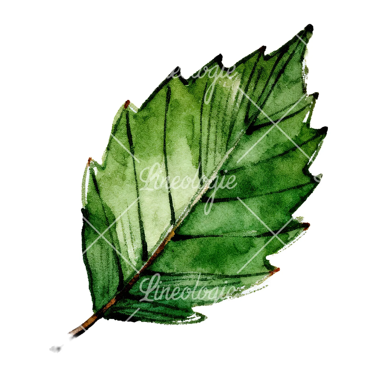 Watercolor dark green beech leaf clipart 7 of 9 on a white background (JPG)