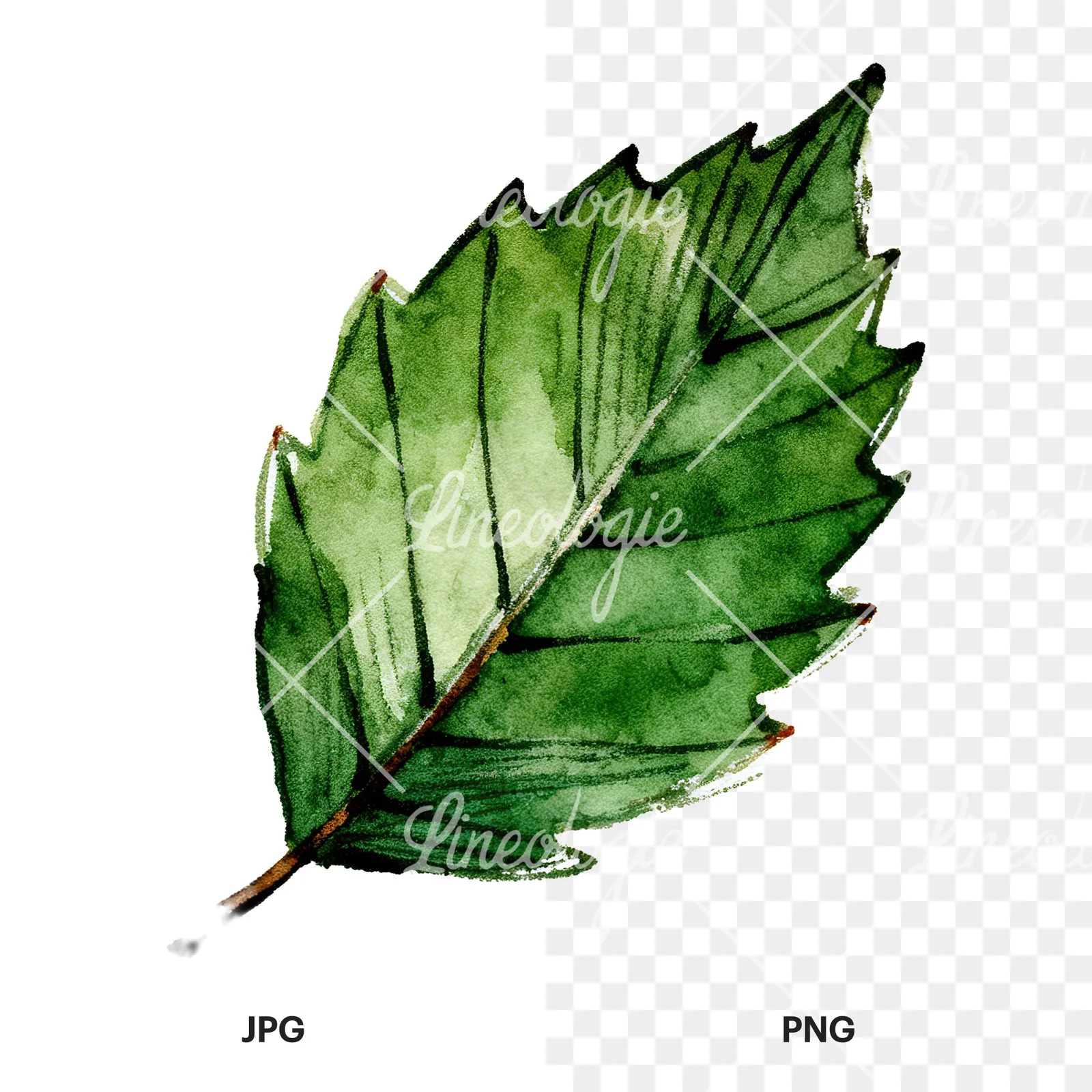 Watercolor dark green beech leaf clipart 7 of 9, as a JPG on white and a transparent PNG