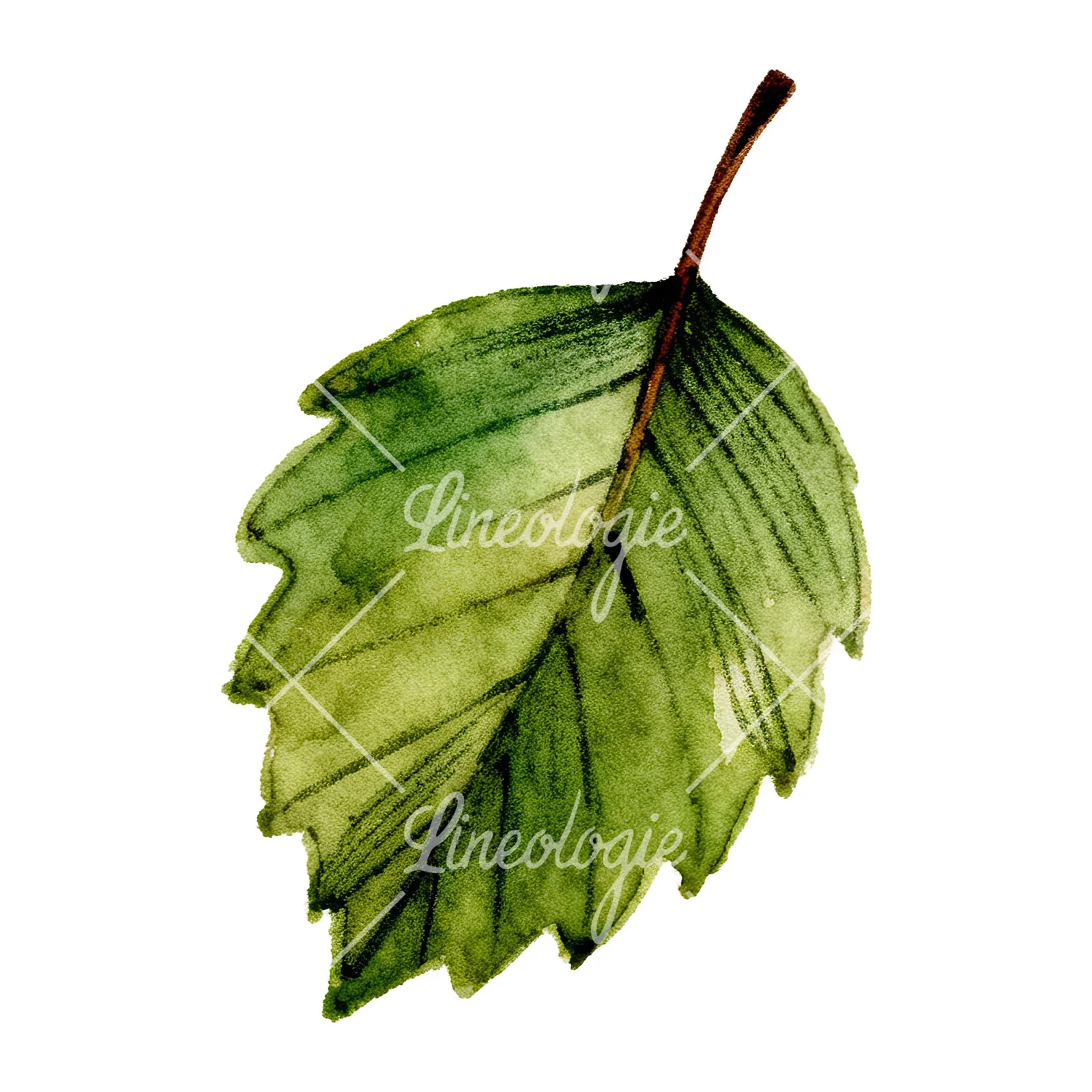 Watercolor dark green beech leaf clipart 8 of 9 on a white background (JPG)