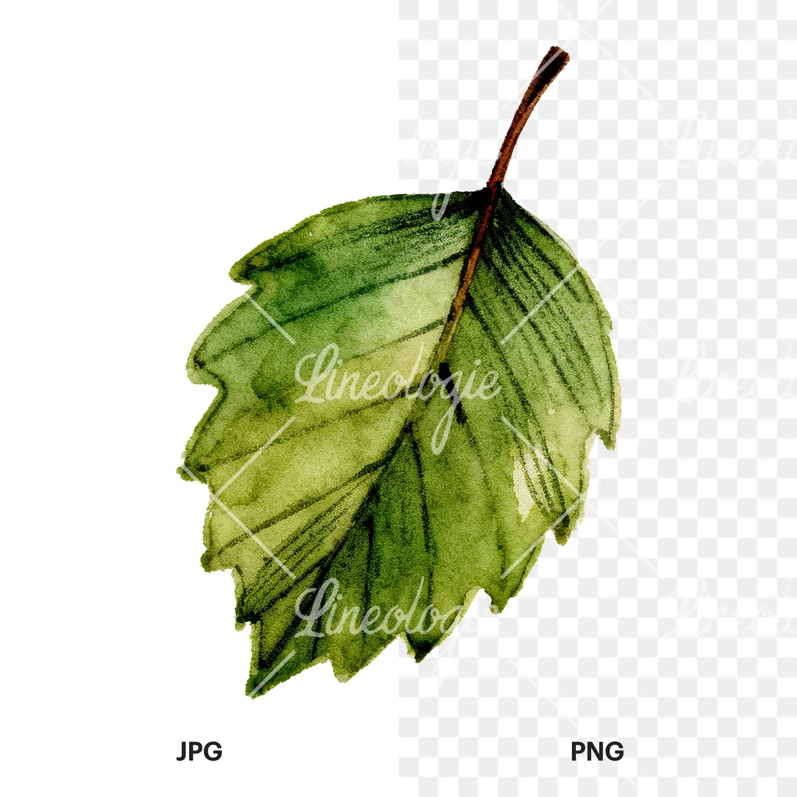 Watercolor dark green beech leaf clipart 8 of 9, as a JPG on white and a transparent PNG