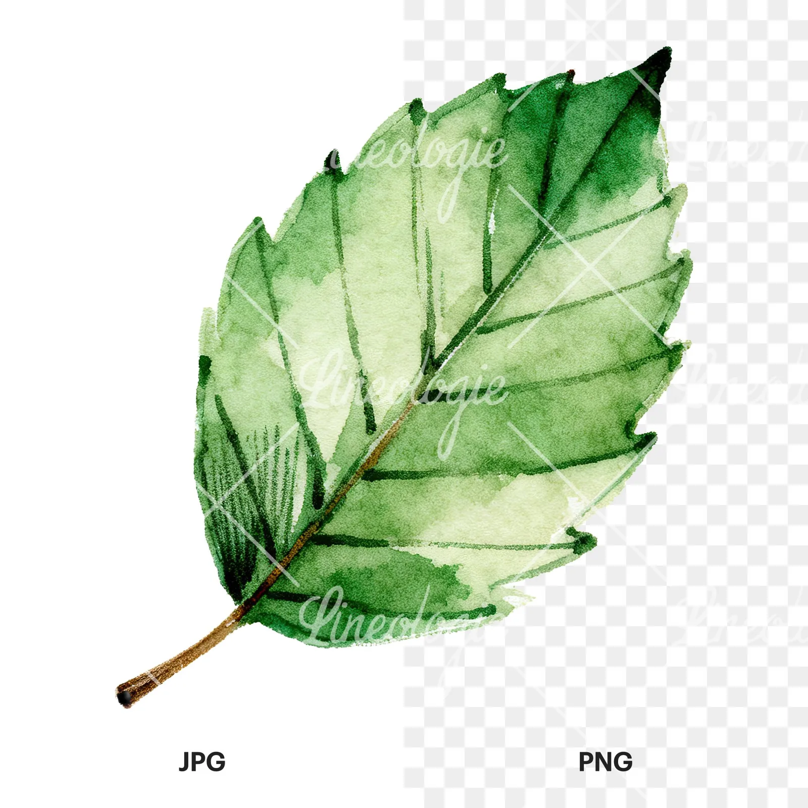 Watercolor dark green beech leaf clipart 9 of 9, as a JPG on white and a transparent PNG
