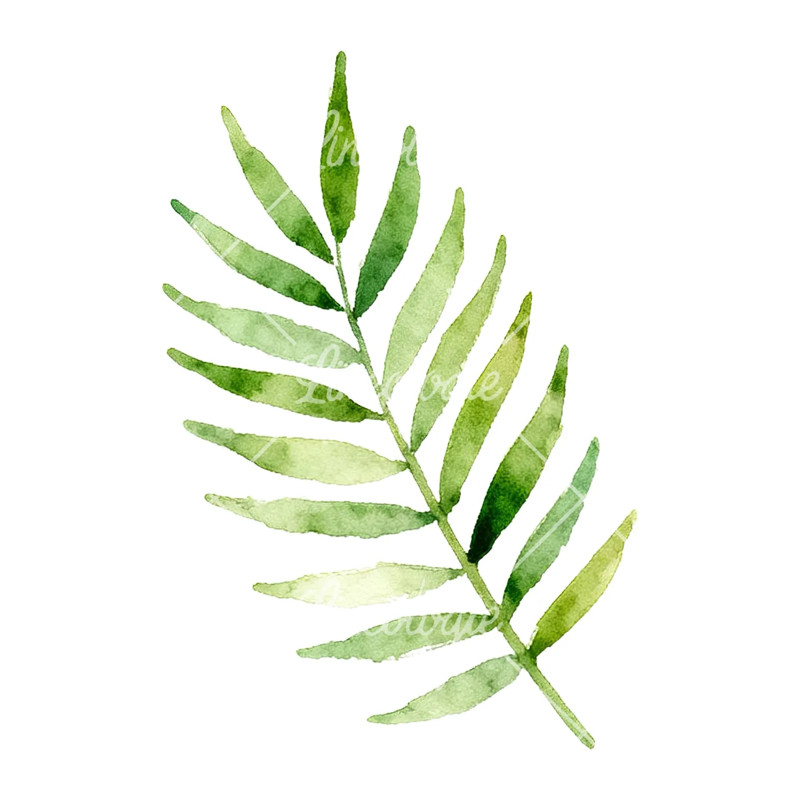 Watercolor yellow-green fern leaf clipart 1 of 9 on a white background (JPG)
