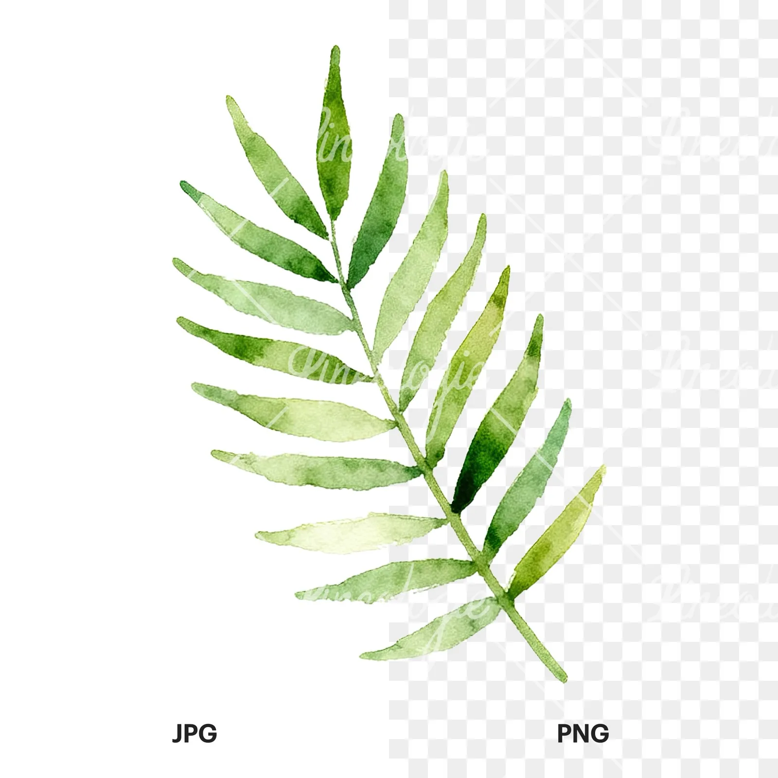 Watercolor yellow-green fern leaf clipart 1 of 9, as a JPG on white and a transparent PNG