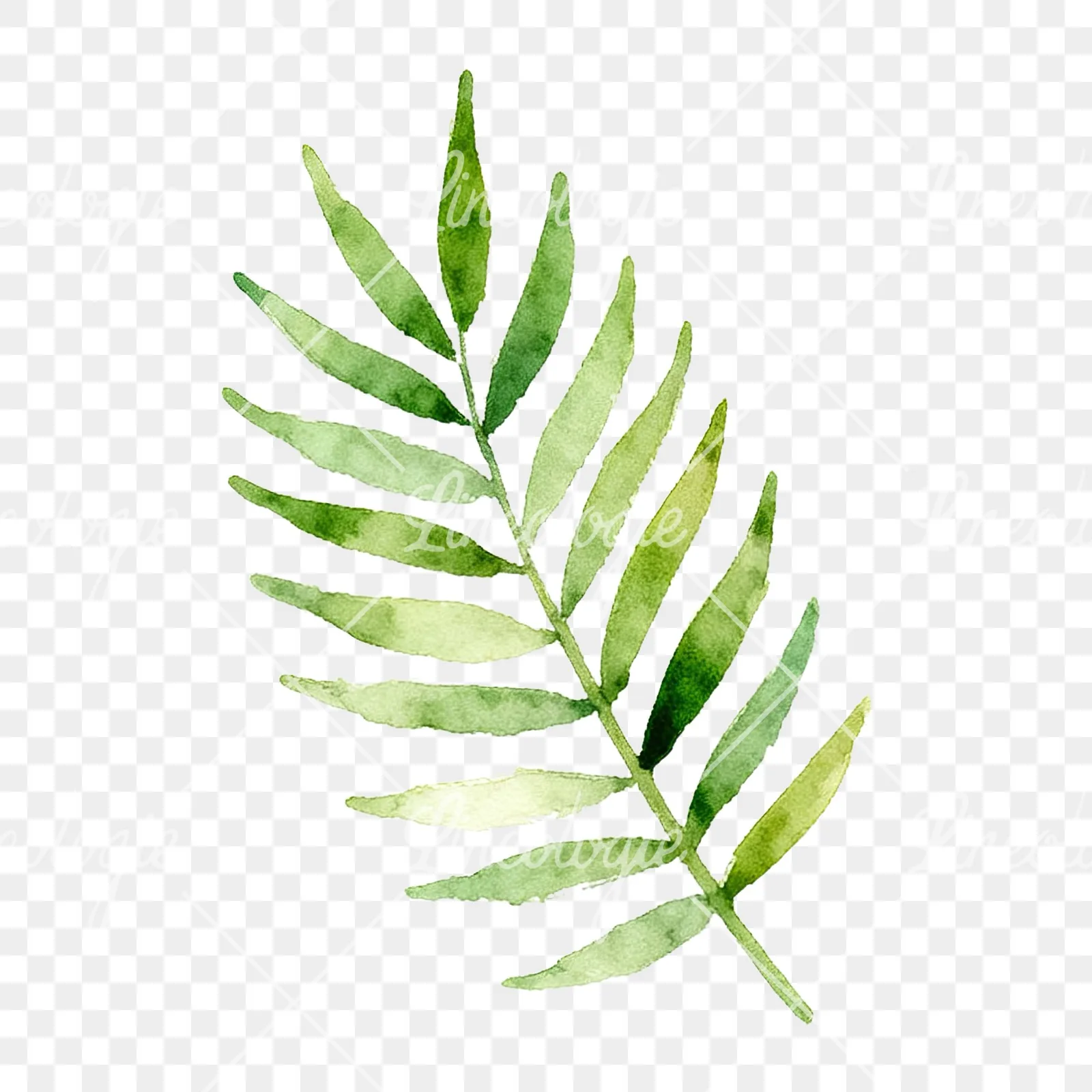 Watercolor yellow-green fern leaf clipart 1 of 9 on a transparent background (PNG)