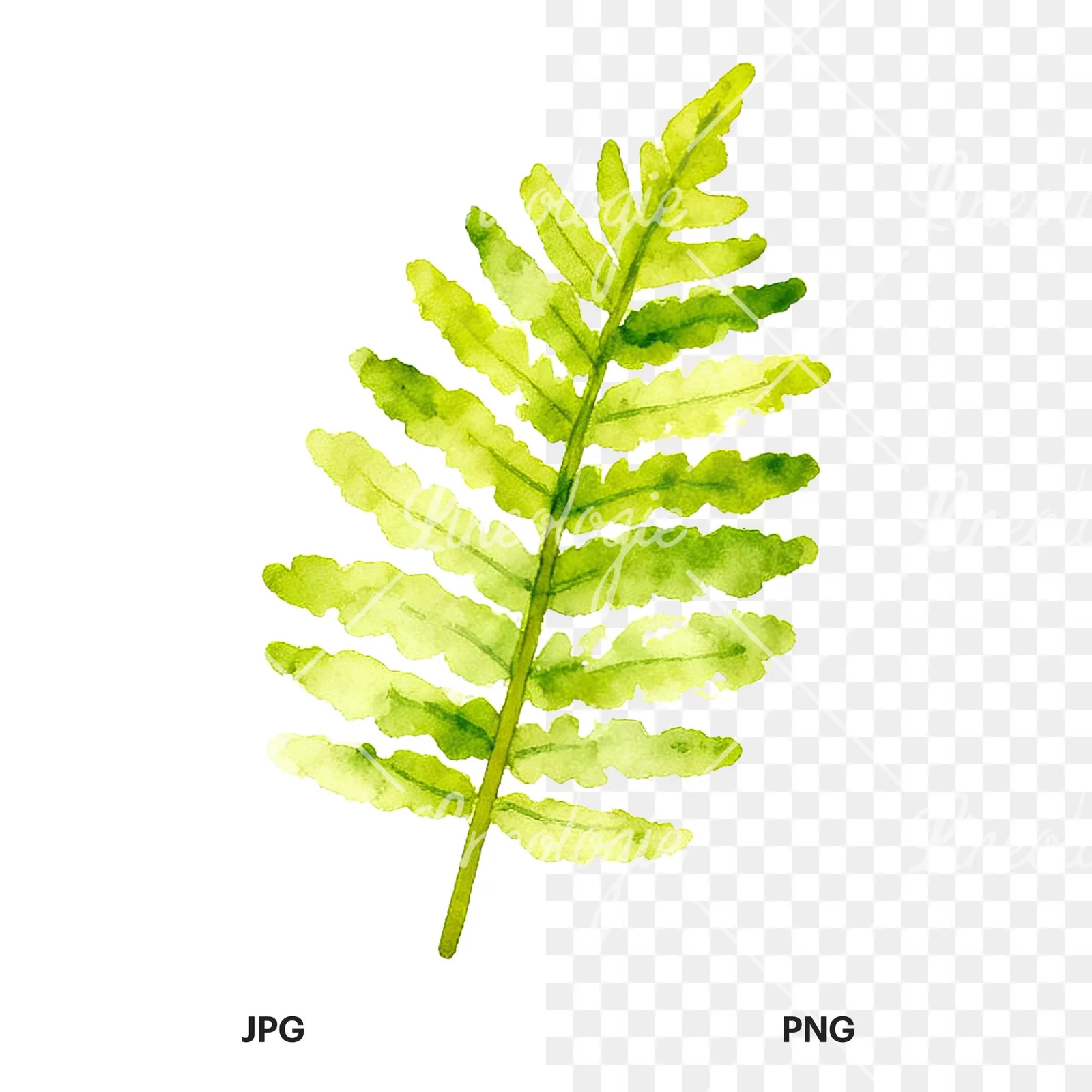 Watercolor yellow-green fern leaf clipart 2 of 9, as a JPG on white and a transparent PNG