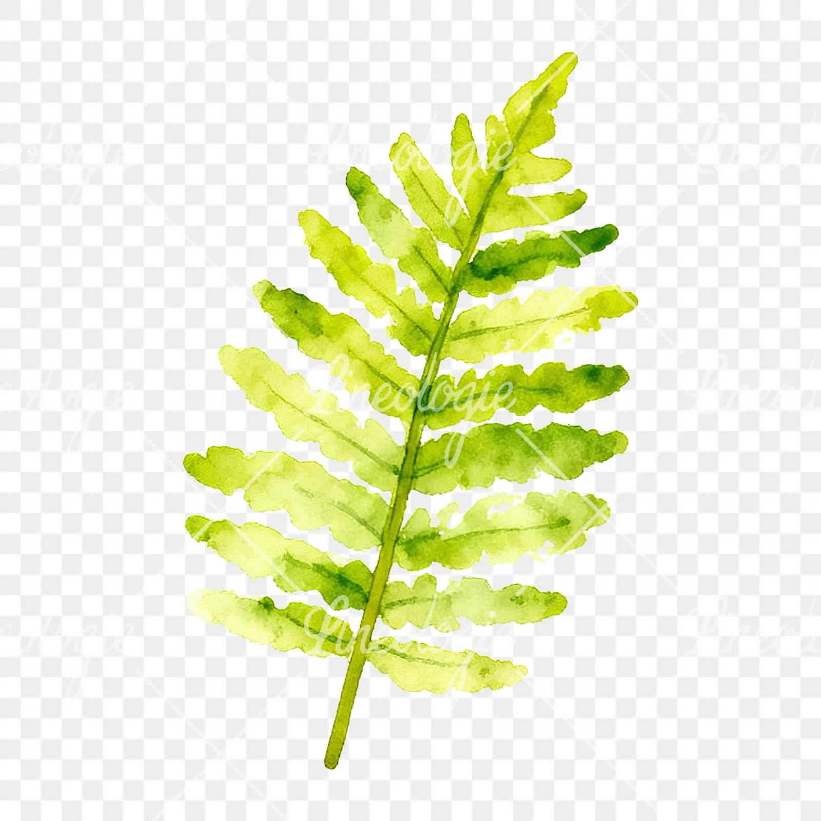Watercolor yellow-green fern leaf clipart 2 of 9 on a transparent background (PNG)