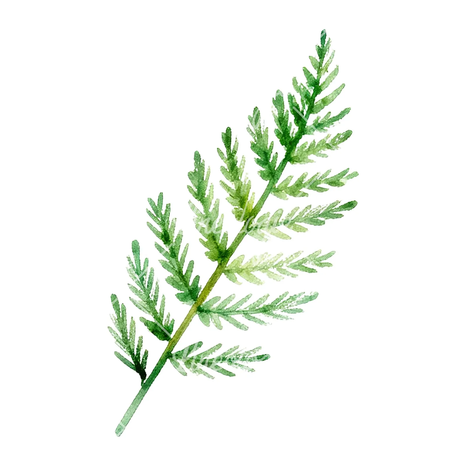 Watercolor yellow-green fern leaf clipart 3 of 9 on a white background (JPG)