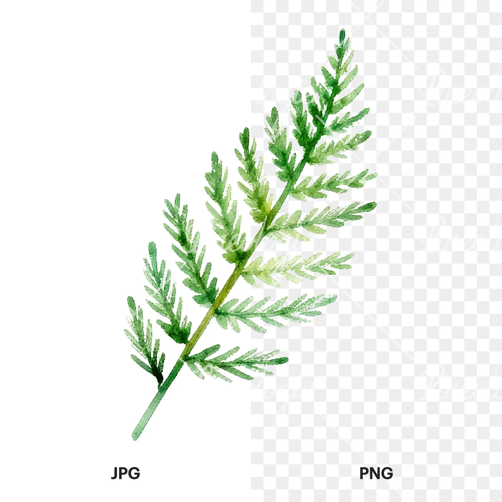 Watercolor yellow-green fern leaf clipart 3 of 9, as a JPG on white and a transparent PNG