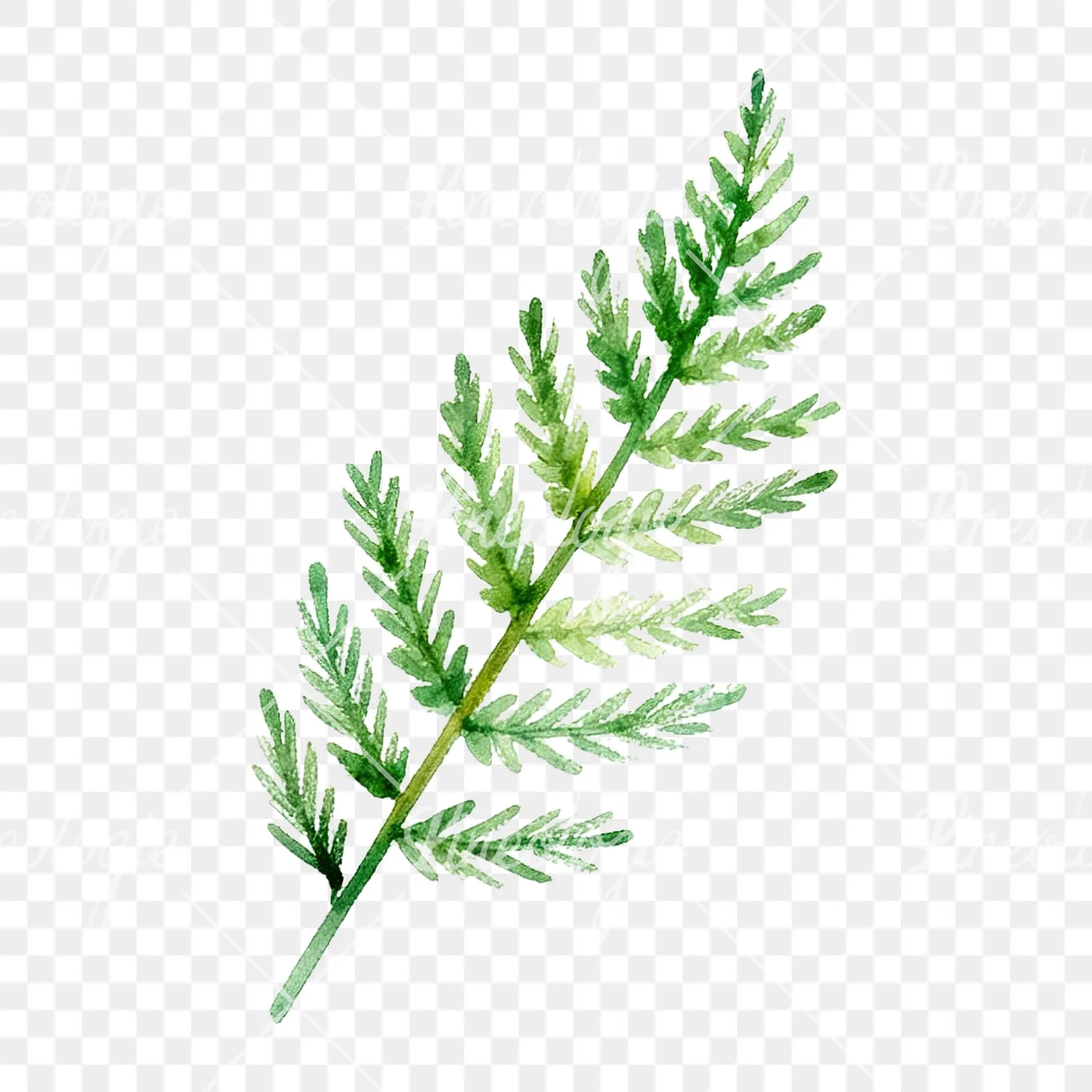 Watercolor yellow-green fern leaf clipart 3 of 9 on a transparent background (PNG)