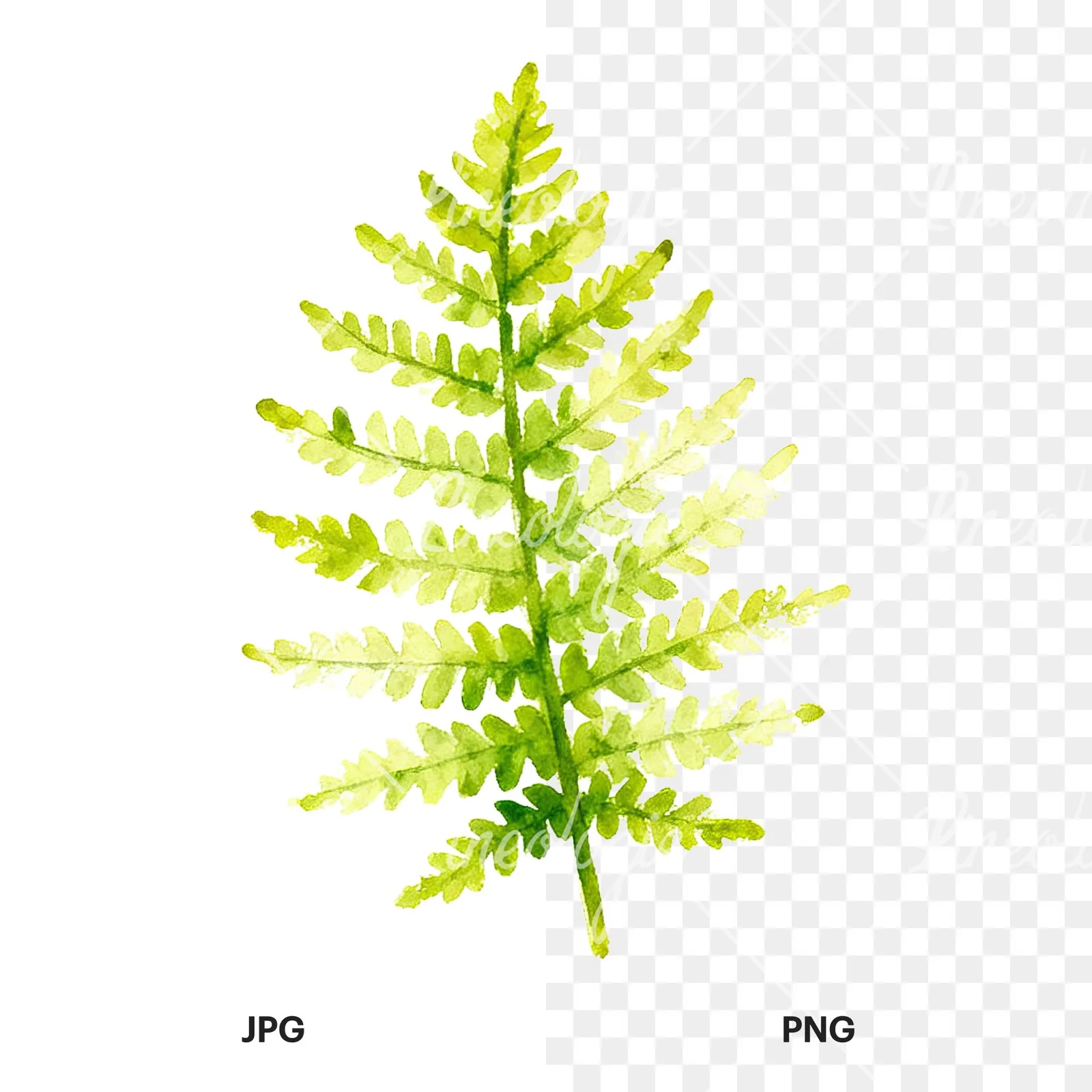 Watercolor yellow-green fern leaf clipart 4 of 9, as a JPG on white and a transparent PNG