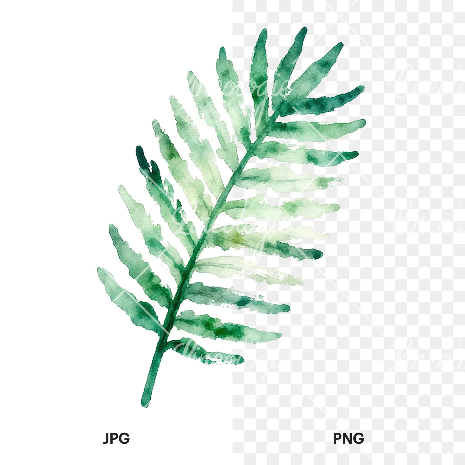 Watercolor yellow-green fern leaf clipart 5 of 9, as a JPG on white and a transparent PNG