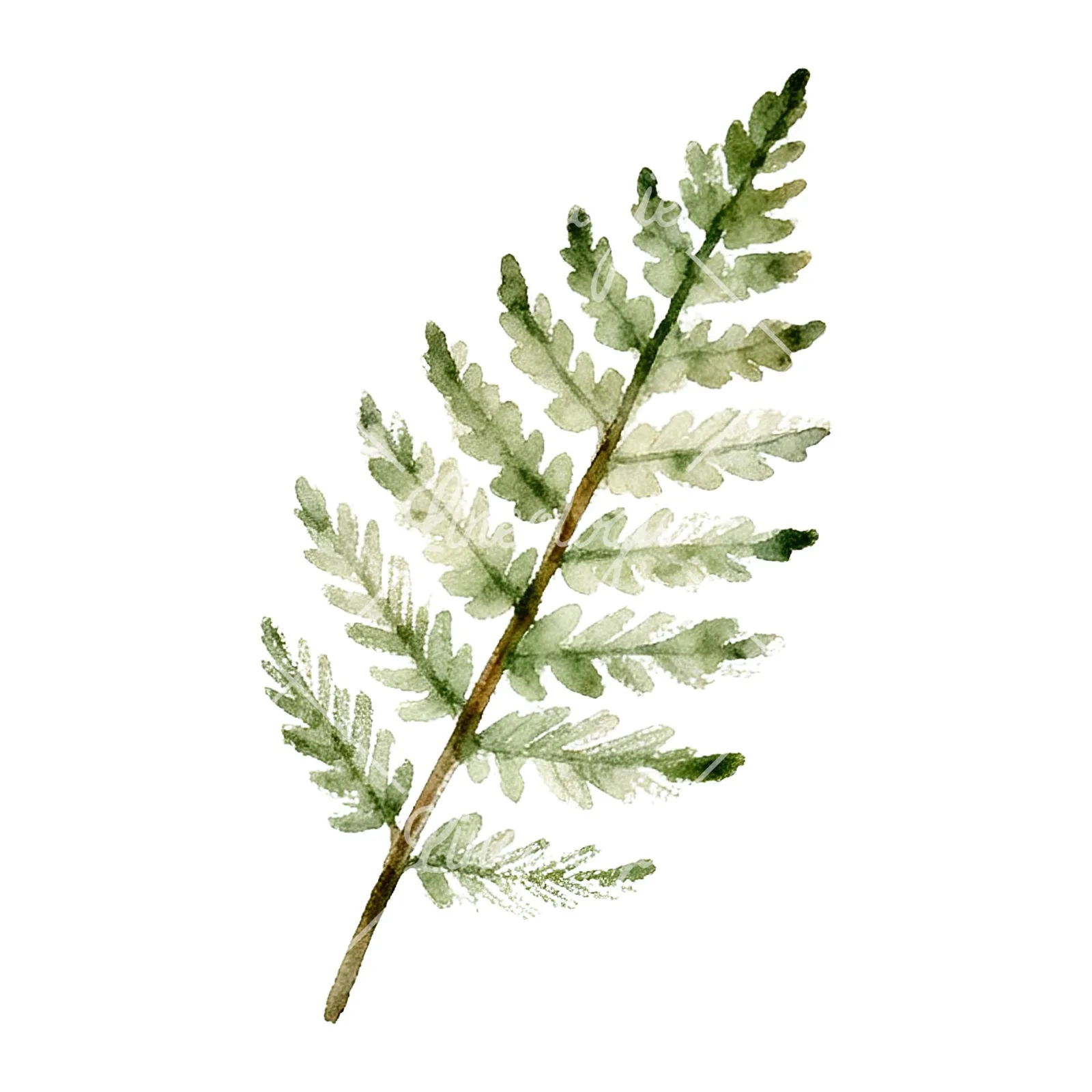 Watercolor yellow-green fern leaf clipart 6 of 9 on a white background (JPG)