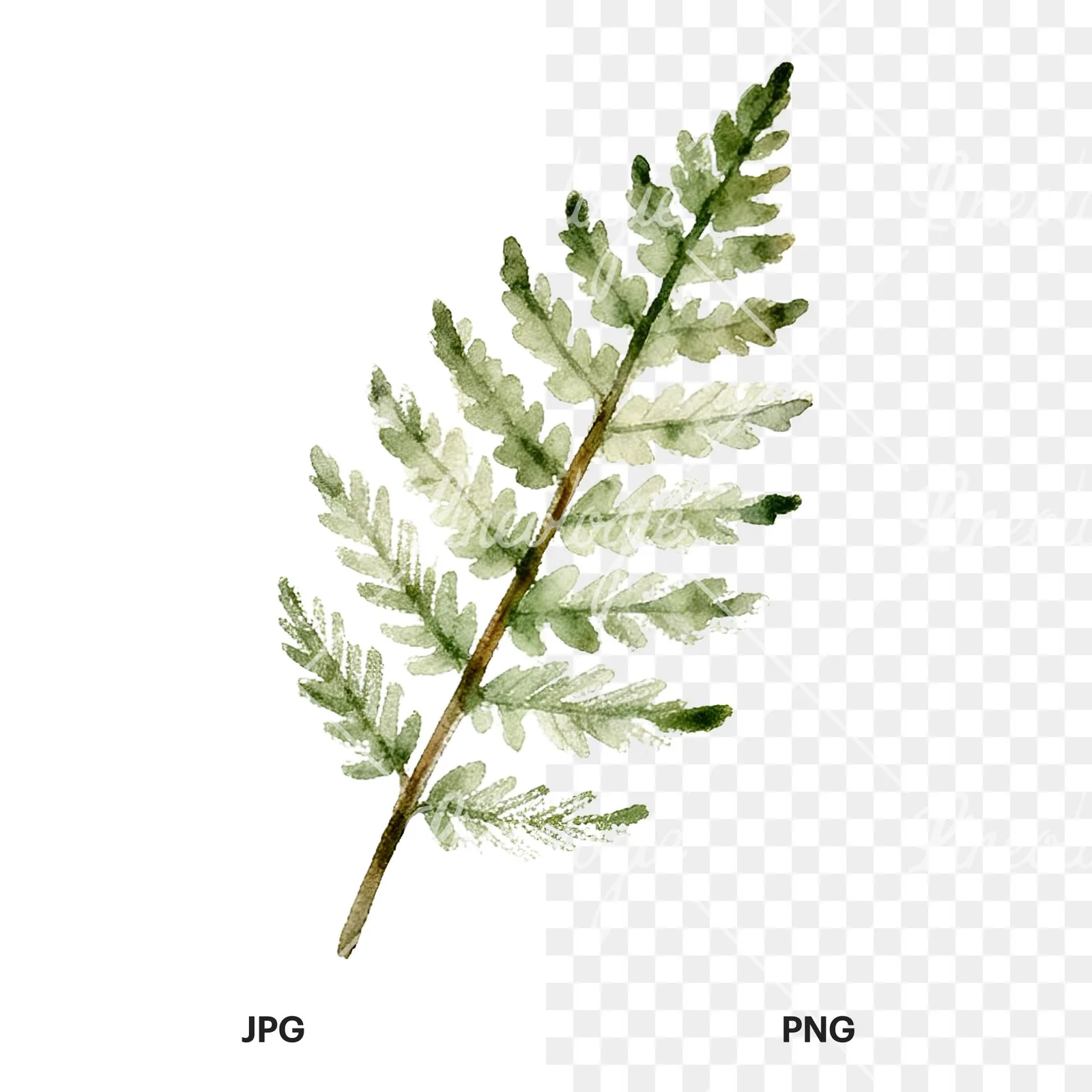 Watercolor yellow-green fern leaf clipart 6 of 9, as a JPG on white and a transparent PNG