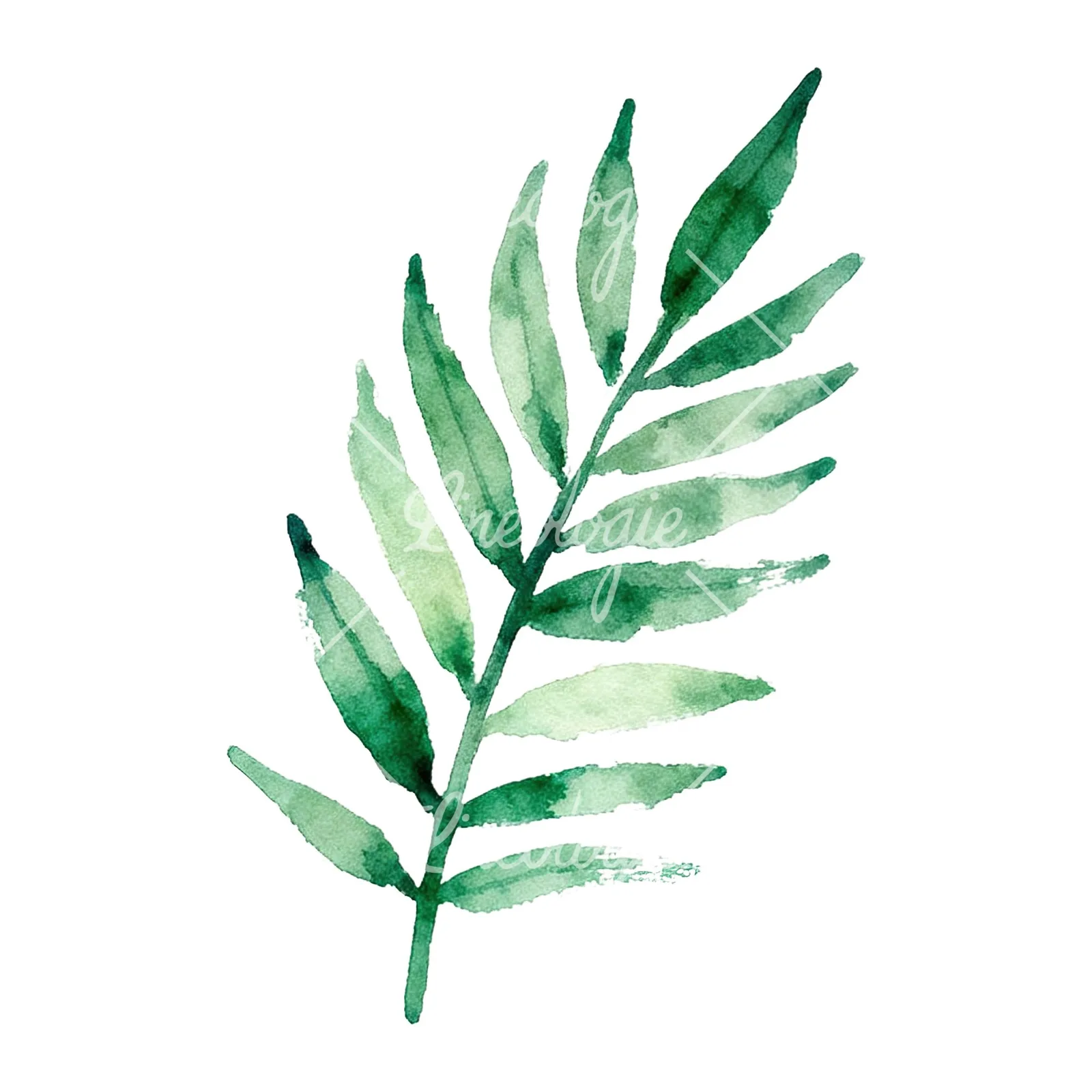 Watercolor yellow-green fern leaf clipart 7 of 9 on a white background (JPG)