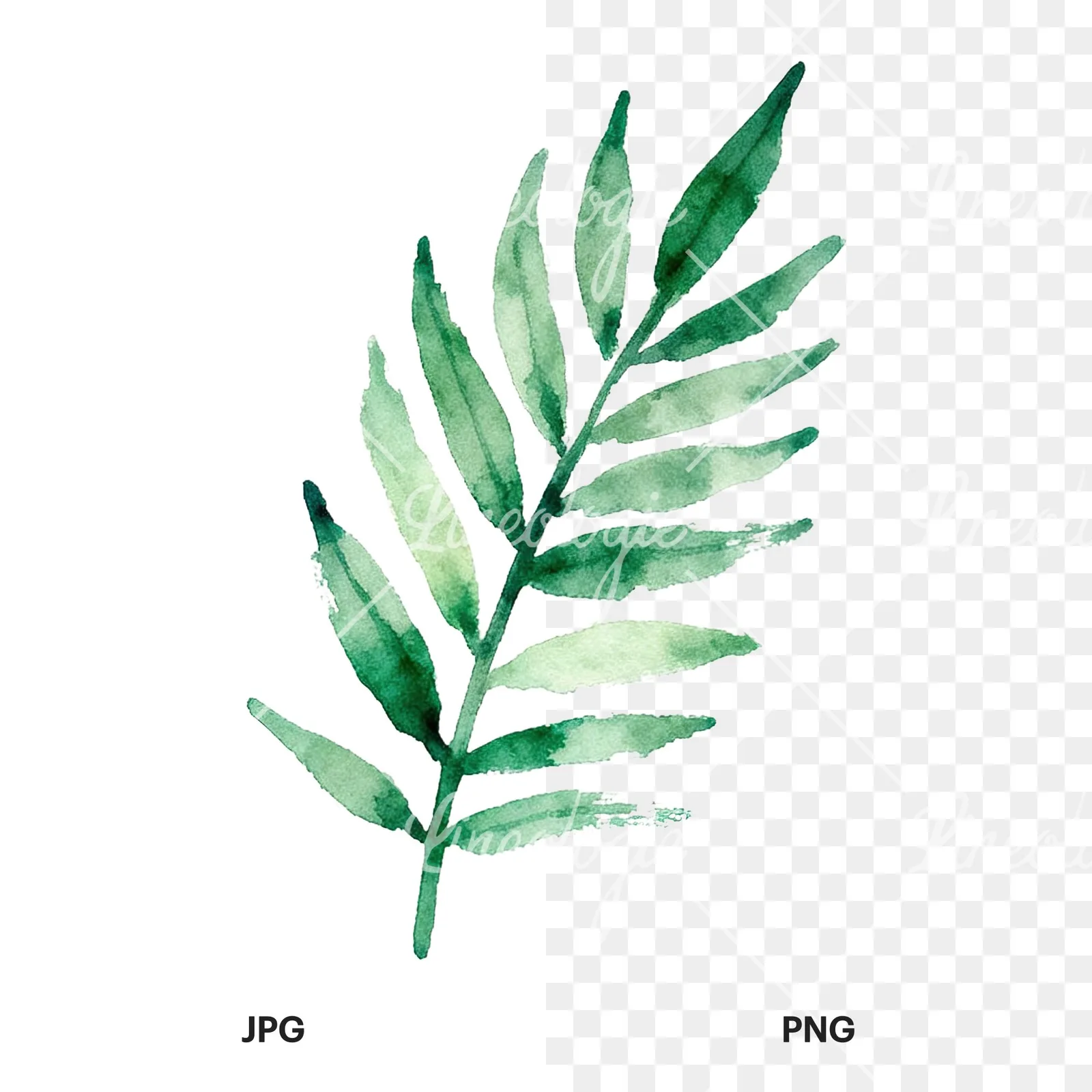 Watercolor yellow-green fern leaf clipart 7 of 9, as a JPG on white and a transparent PNG