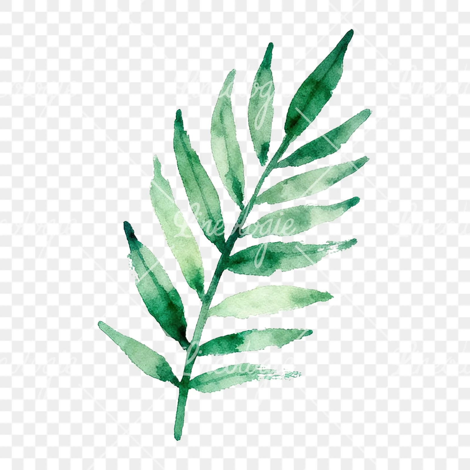 Watercolor yellow-green fern leaf clipart 7 of 9 on a transparent background (PNG)