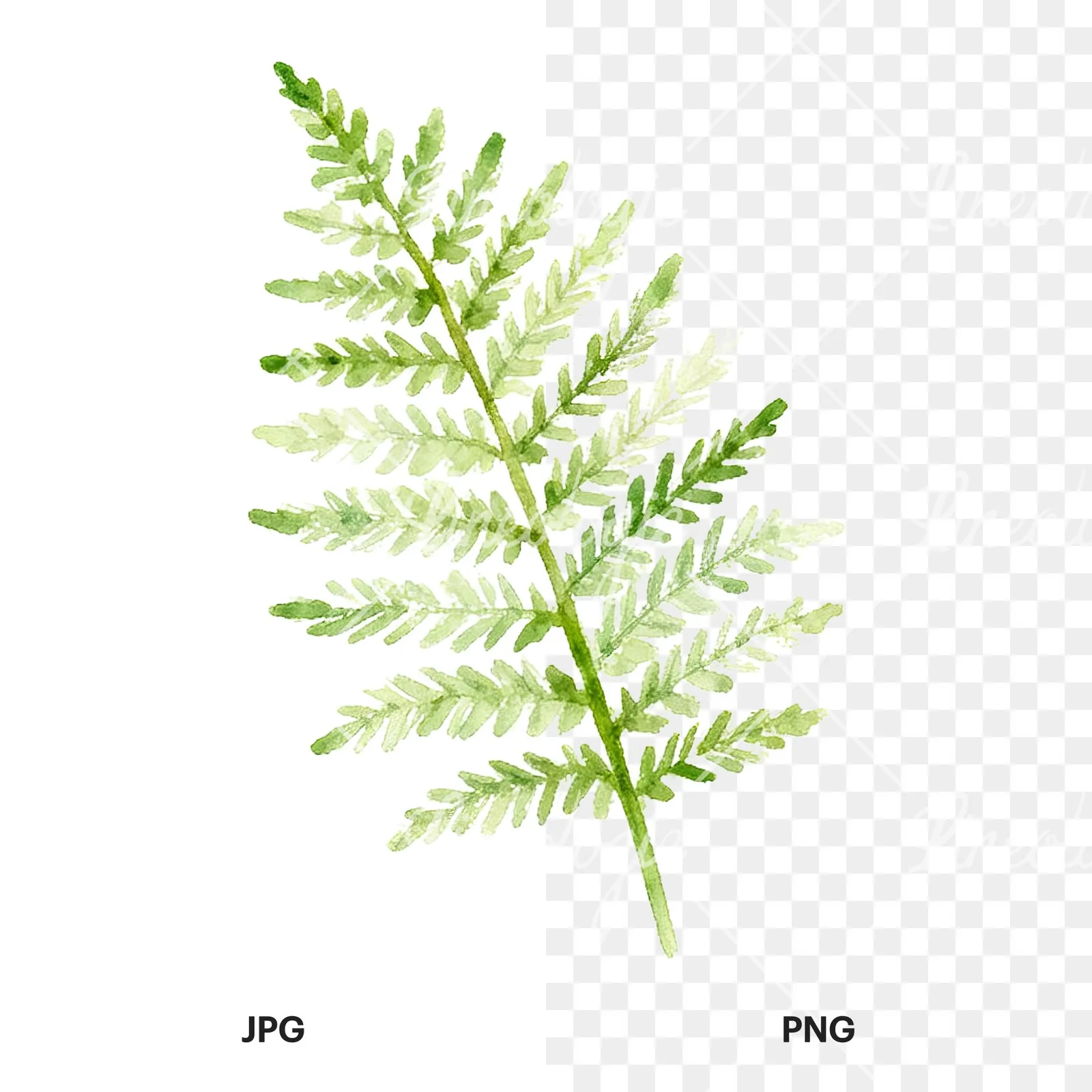 Watercolor yellow-green fern leaf clipart 8 of 9, as a JPG on white and a transparent PNG