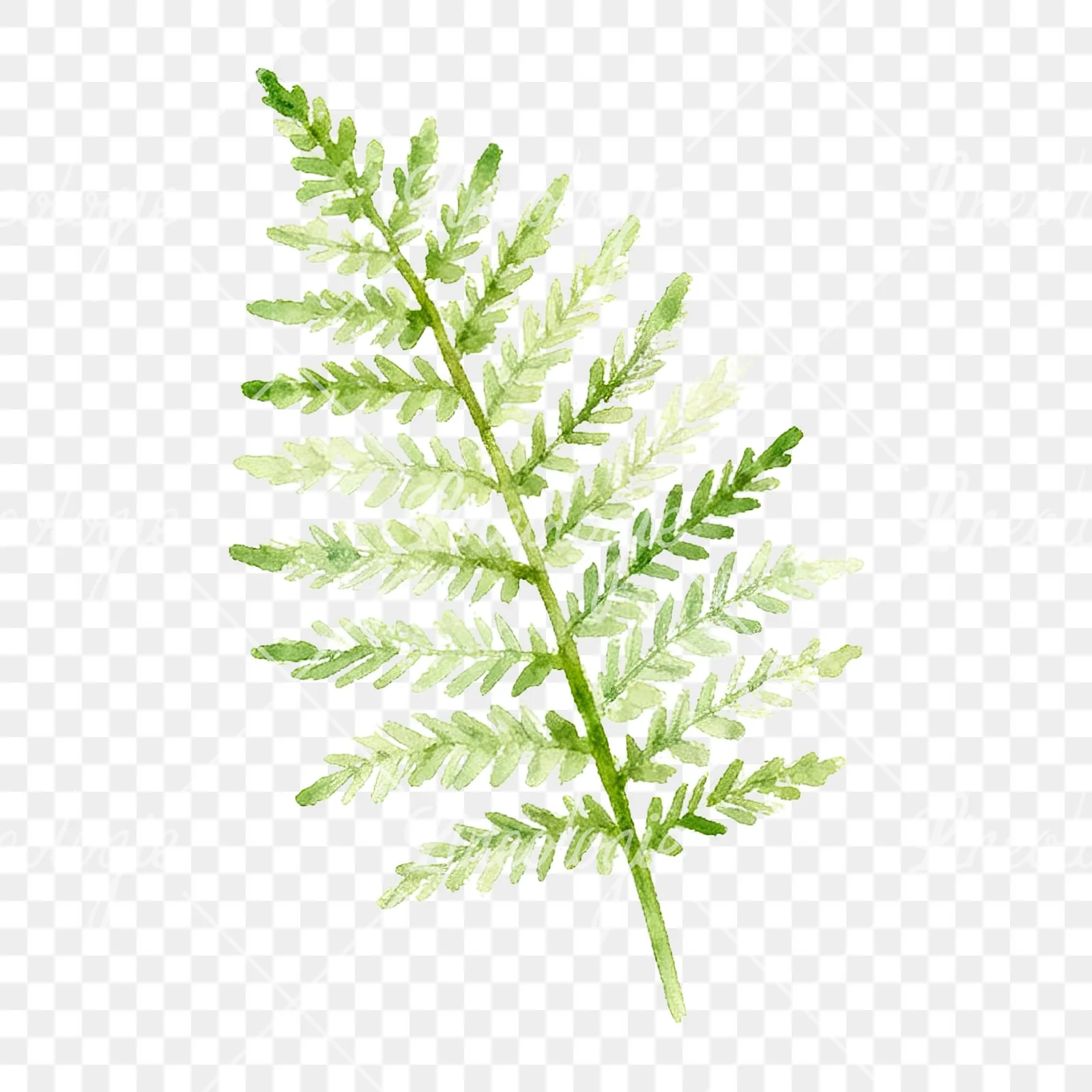 Watercolor yellow-green fern leaf clipart 8 of 9 on a transparent background (PNG)