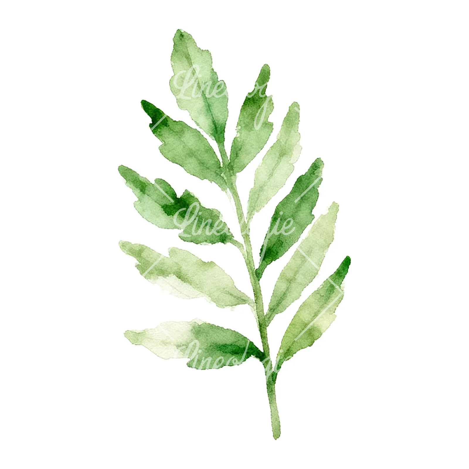 Watercolor yellow-green fern leaf clipart 9 of 9 on a white background (JPG)