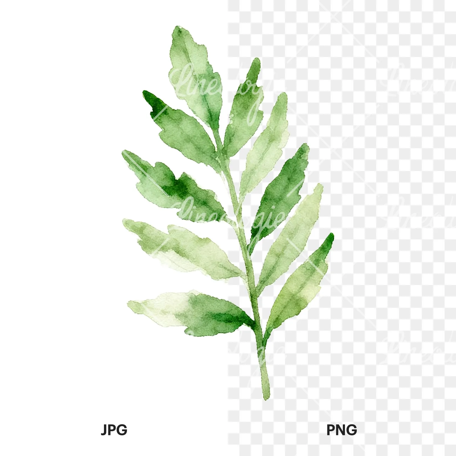Watercolor yellow-green fern leaf clipart 9 of 9, as a JPG on white and a transparent PNG