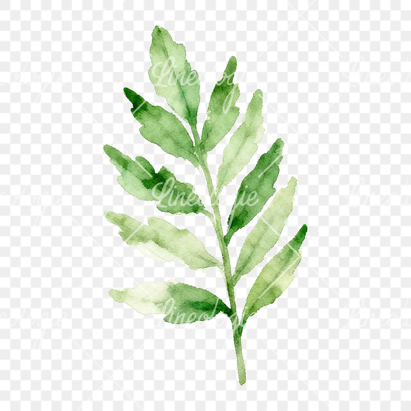 Watercolor yellow-green fern leaf clipart 9 of 9 on a transparent background (PNG)