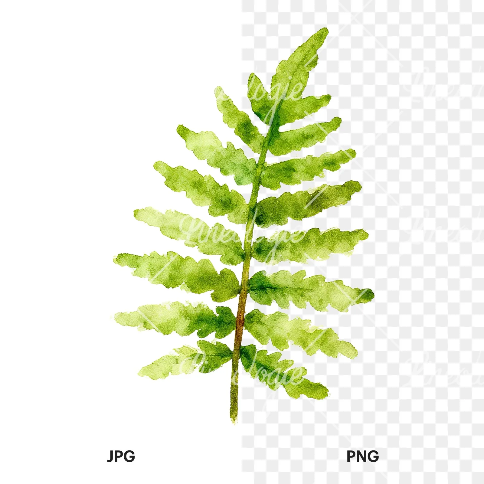 Watercolor bluish-green fern leaf clipart 1 of 9, as a JPG on white and a transparent PNG