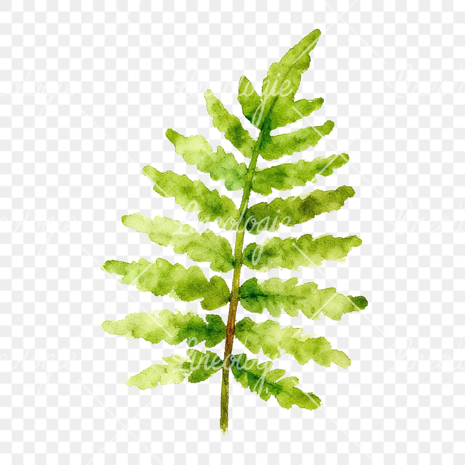 Watercolor bluish-green fern leaf clipart 1 of 9 on a transparent background (PNG)
