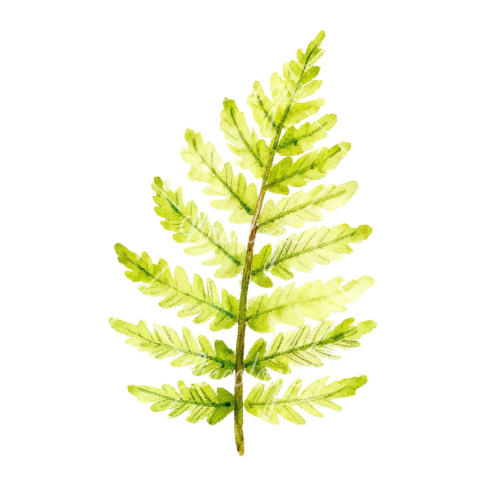 Watercolor bluish-green fern leaf clipart 2 of 9 on a white background (JPG)