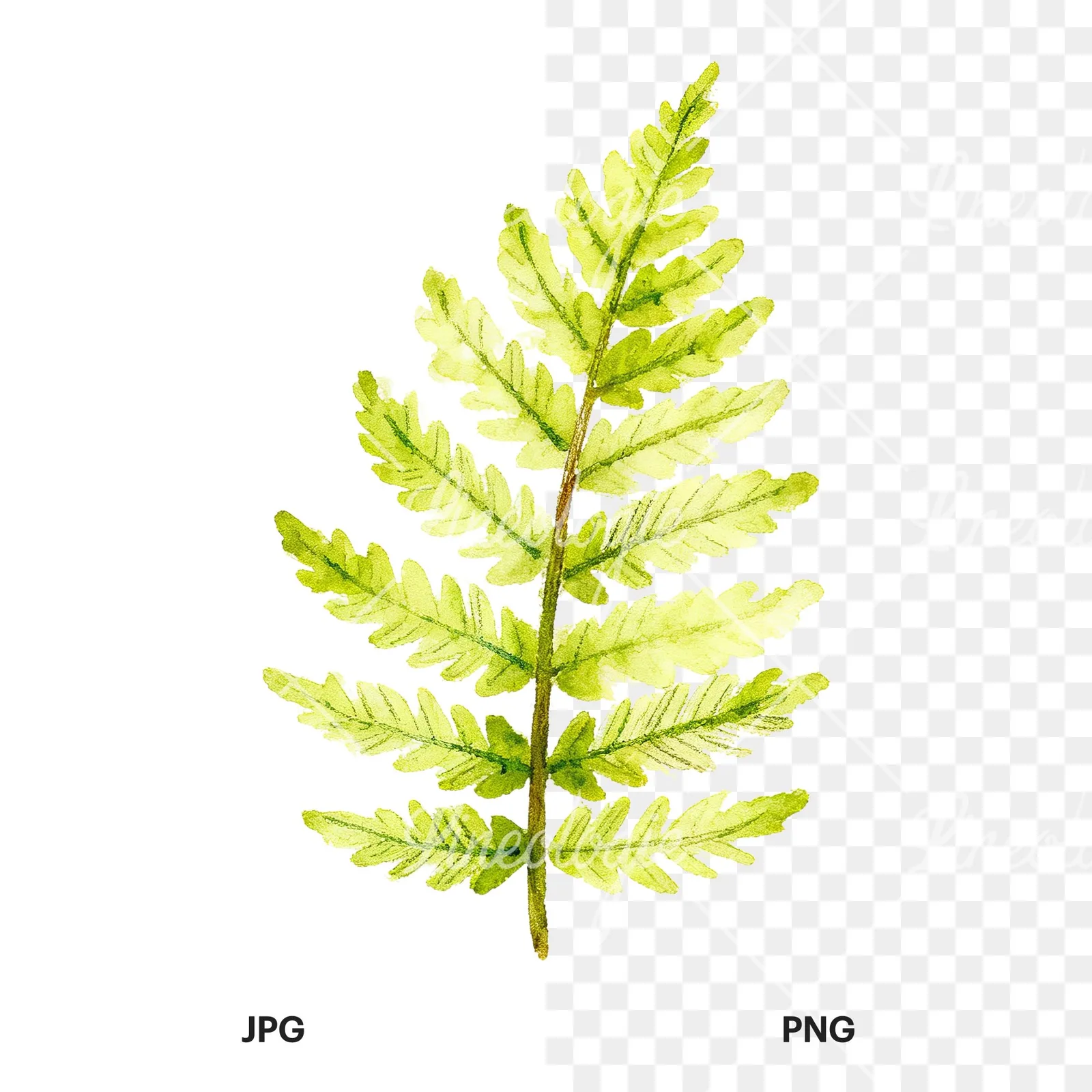 Watercolor bluish-green fern leaf clipart 2 of 9, as a JPG on white and a transparent PNG