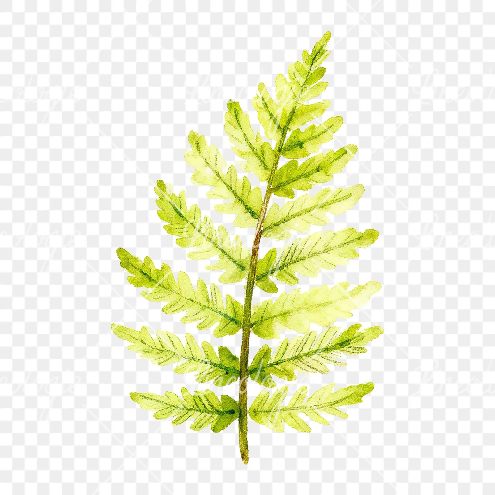 Watercolor bluish-green fern leaf clipart 2 of 9 on a transparent background (PNG)