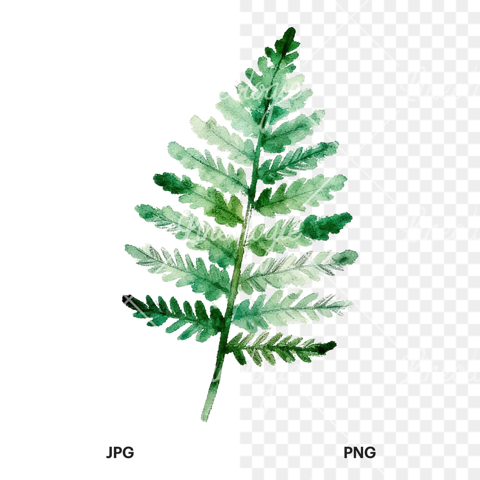 Watercolor bluish-green fern leaf clipart 3 of 9, as a JPG on white and a transparent PNG