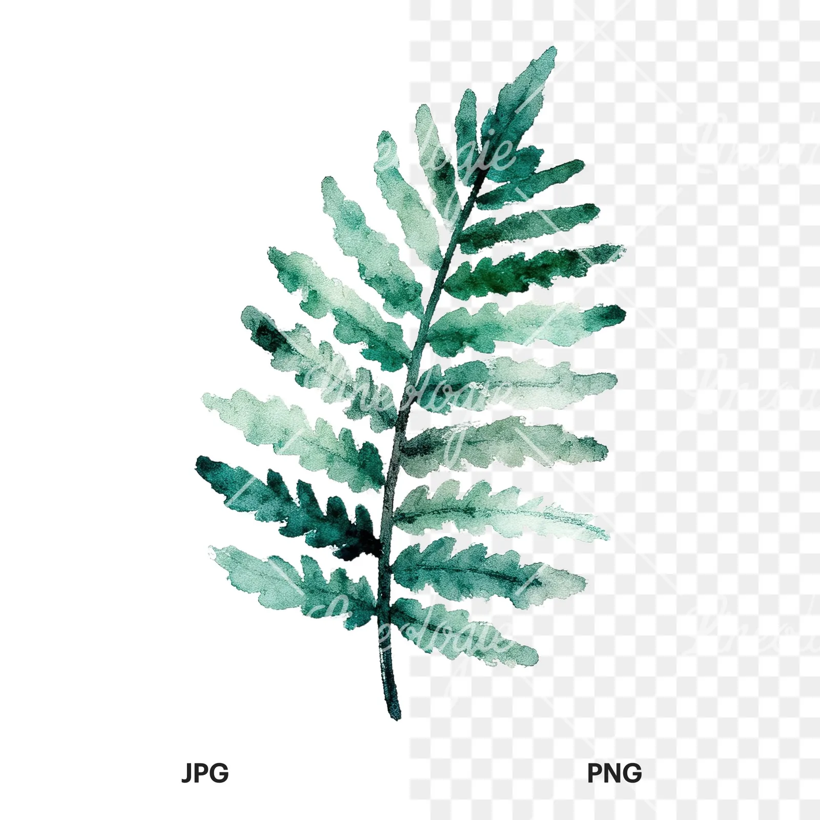 Watercolor bluish-green fern leaf clipart 4 of 9, as a JPG on white and a transparent PNG