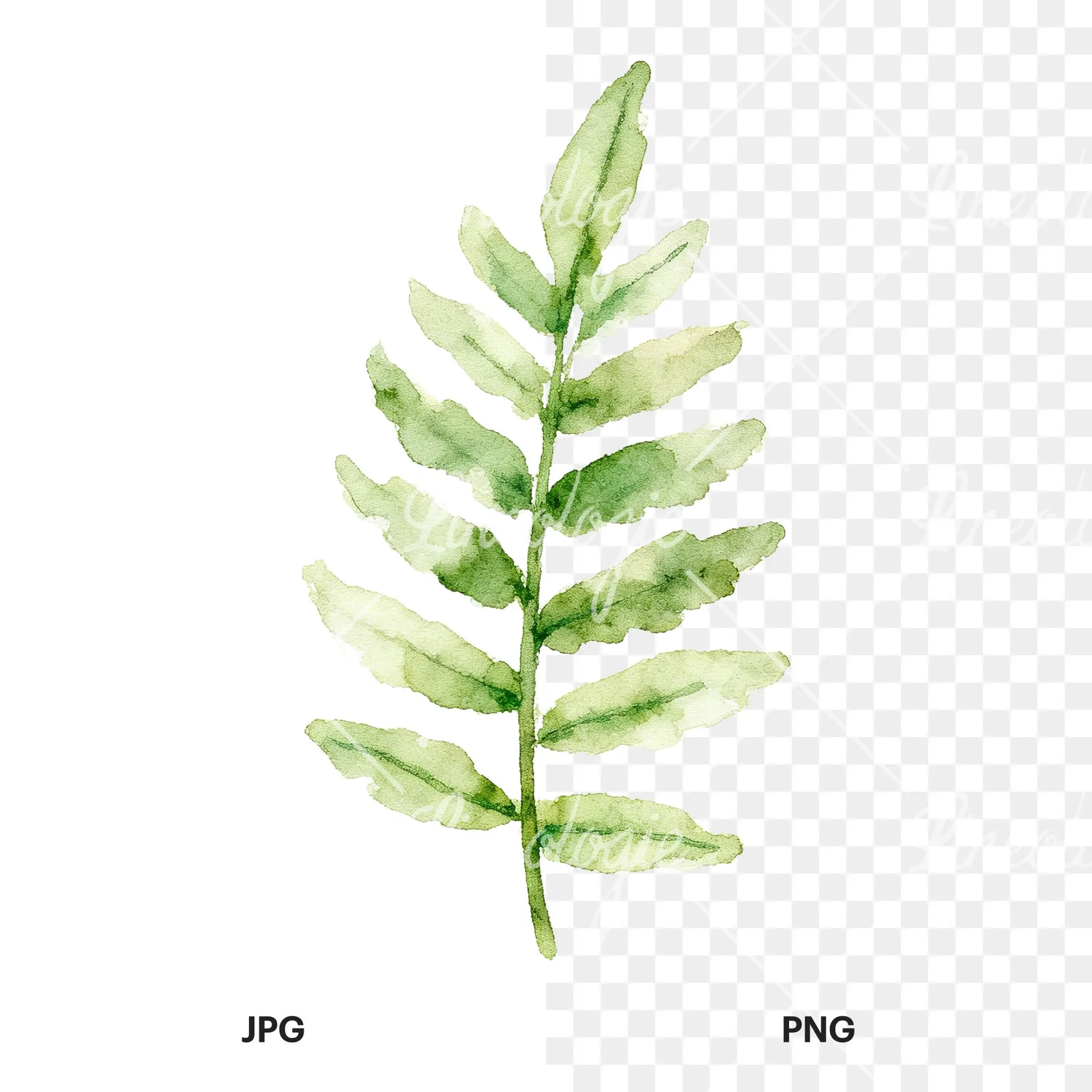 Watercolor bluish-green fern leaf clipart 5 of 9, as a JPG on white and a transparent PNG
