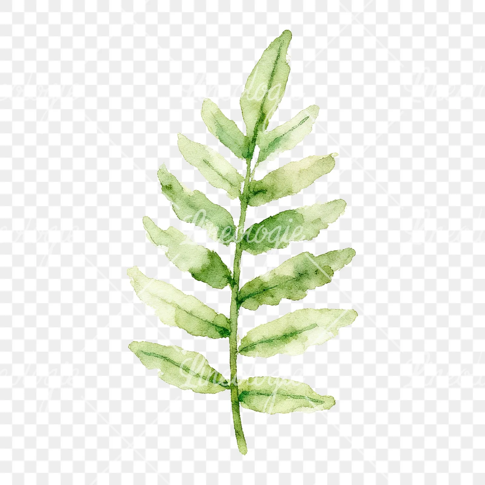 Watercolor bluish-green fern leaf clipart 5 of 9 on a transparent background (PNG)
